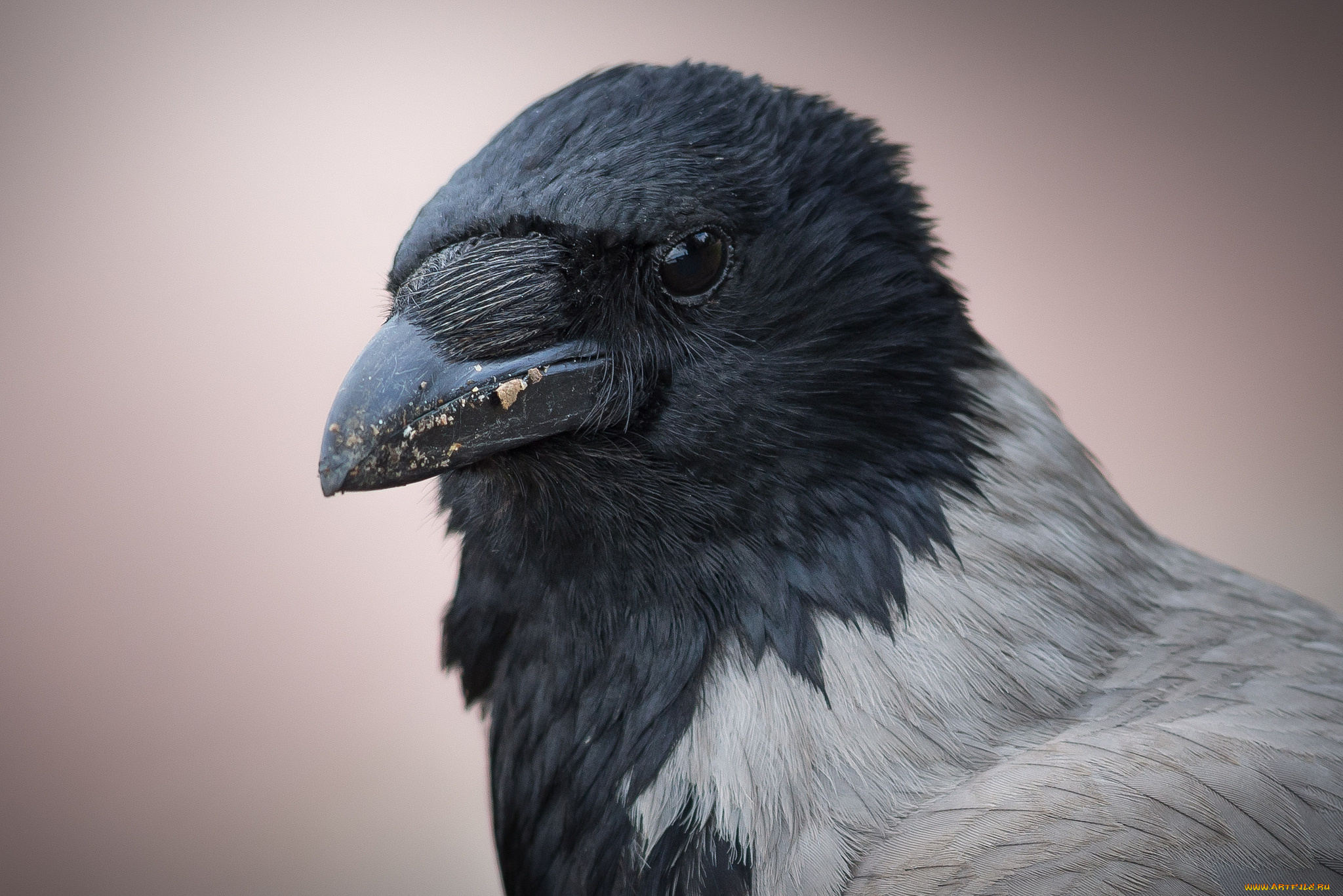 животные, вороны, , грачи, , галки, попугайчики