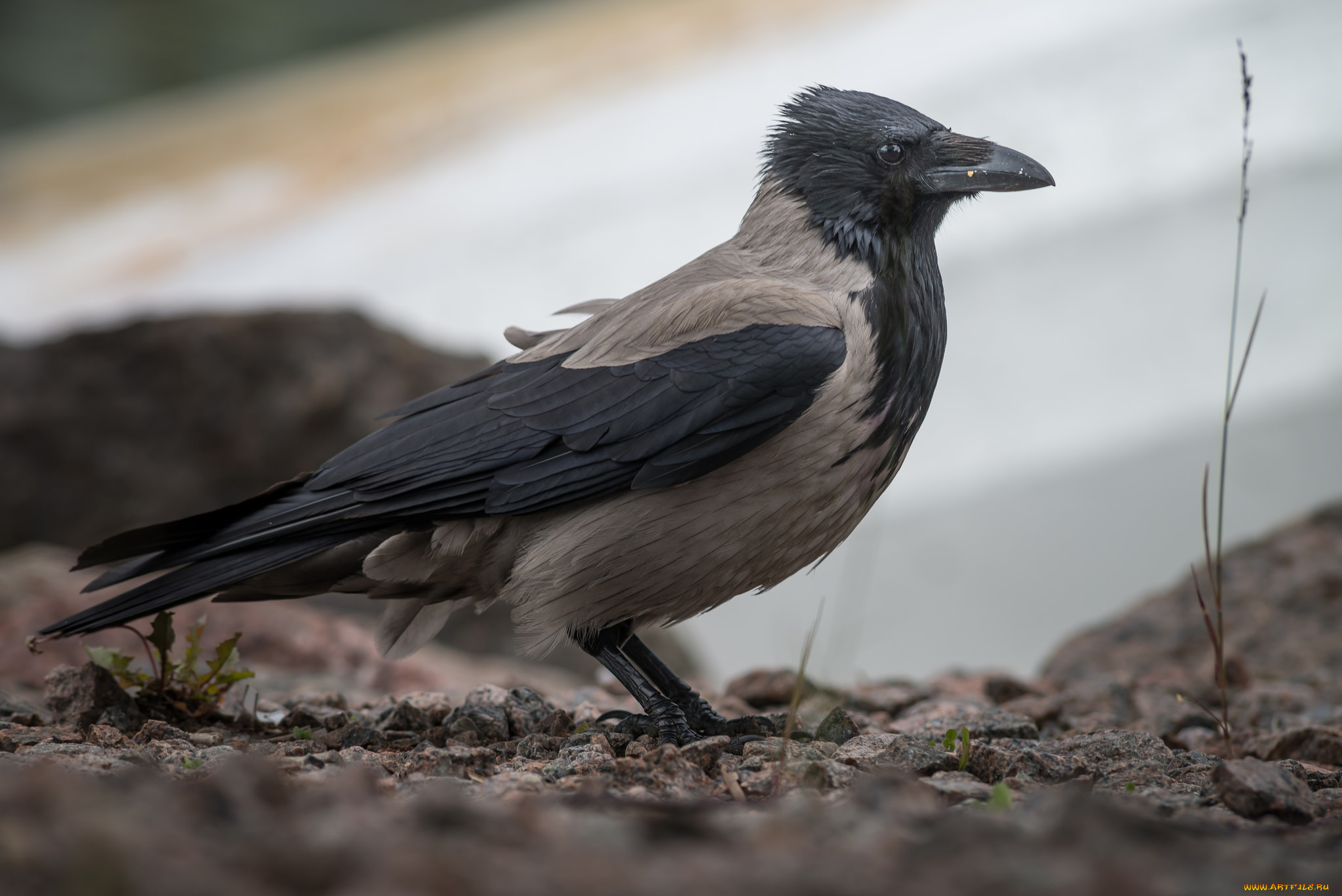 животные, вороны, , грачи, , галки, ворона