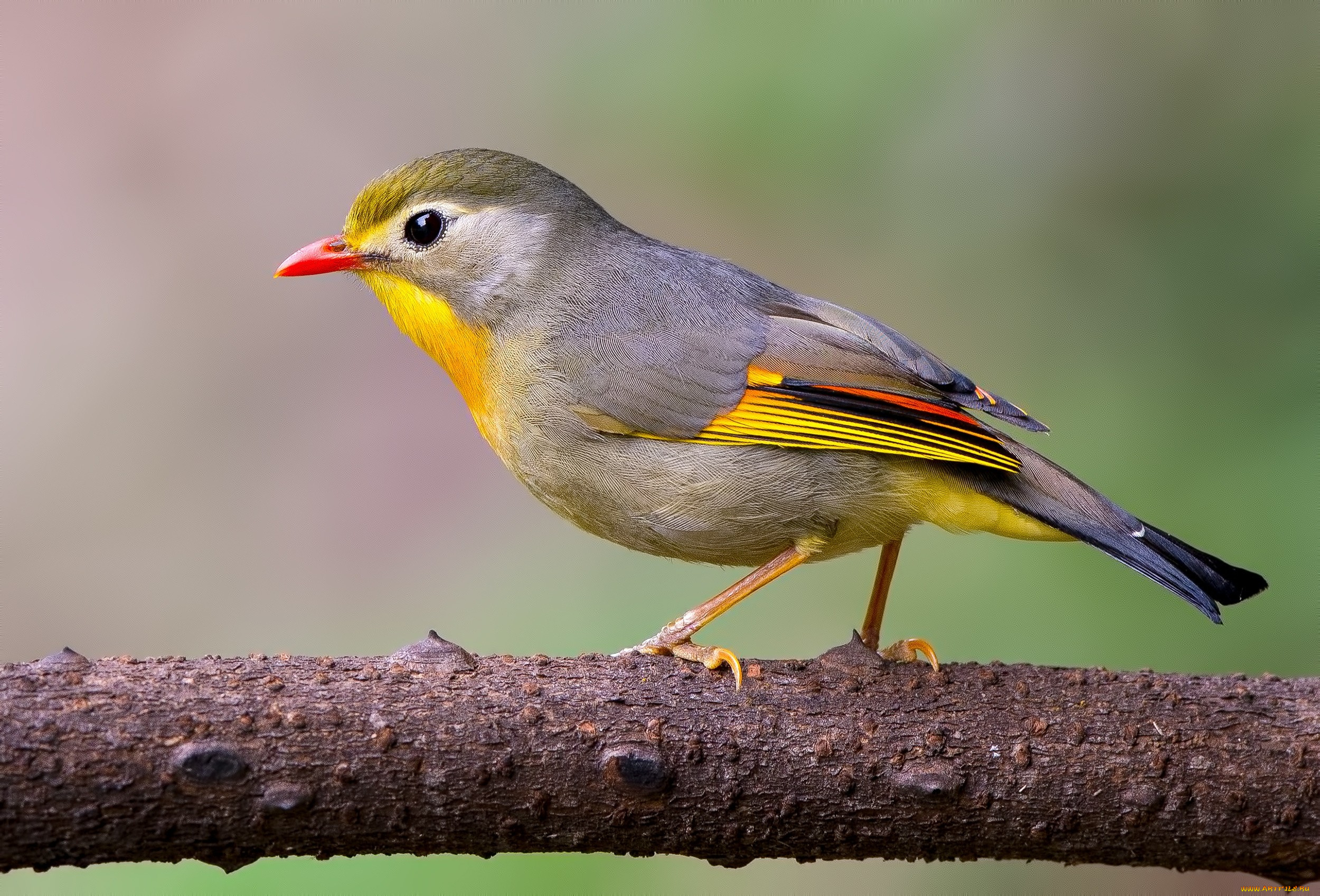 животные, птицы, ветка, птица