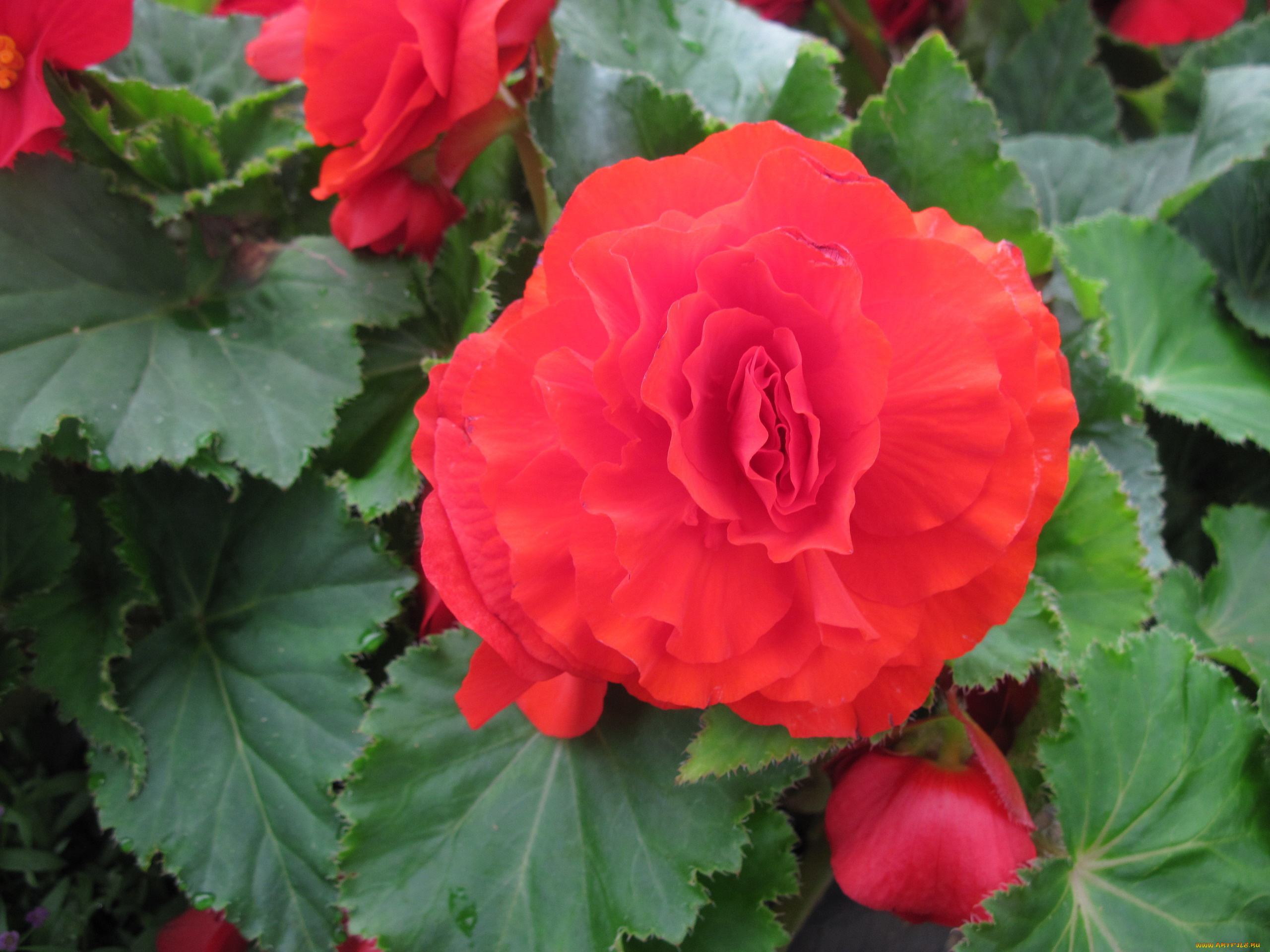 цветы, бегония, красный