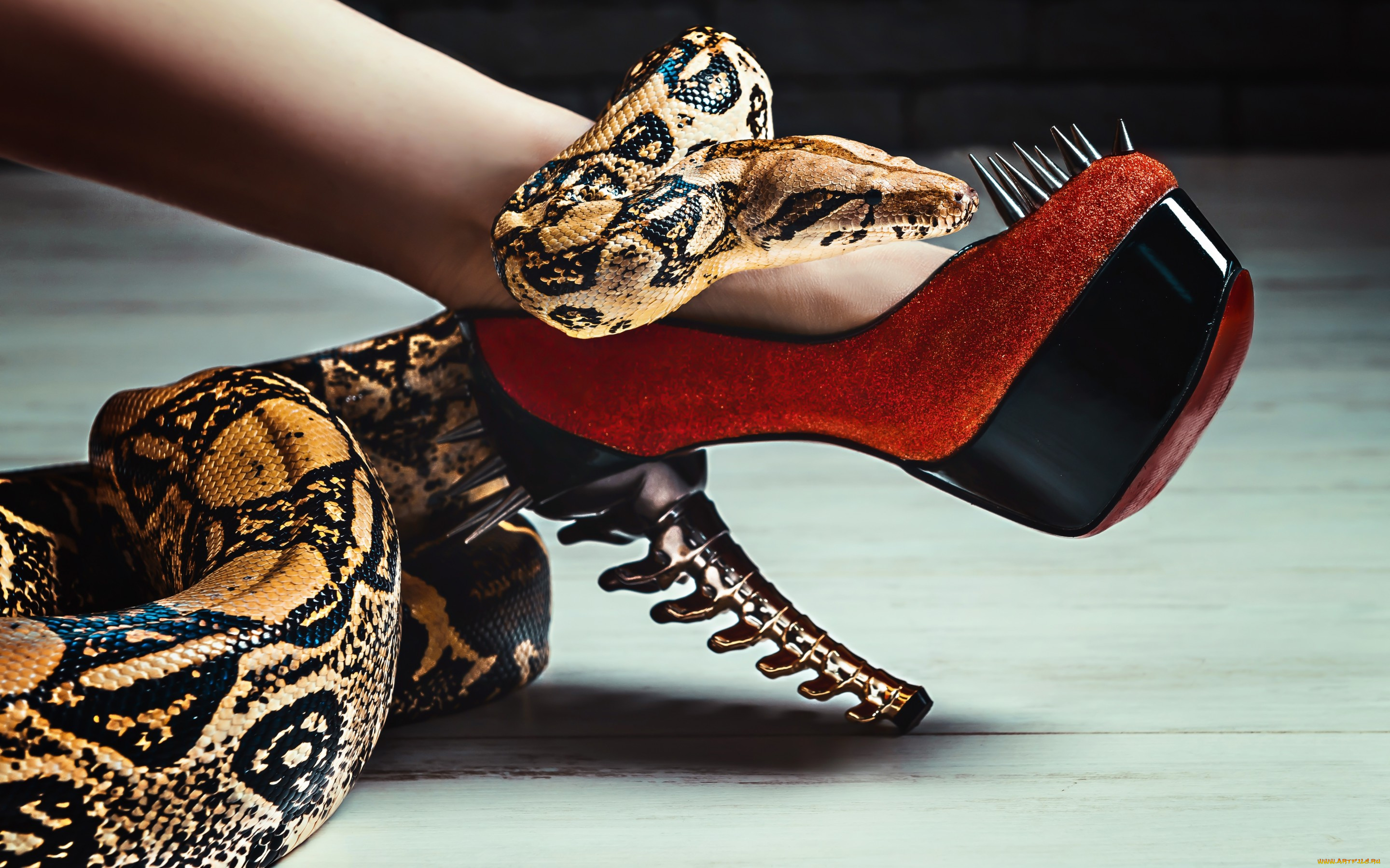 животные, змеи, , питоны, , кобры, змея, ножка, туфля, каблуки, шипы