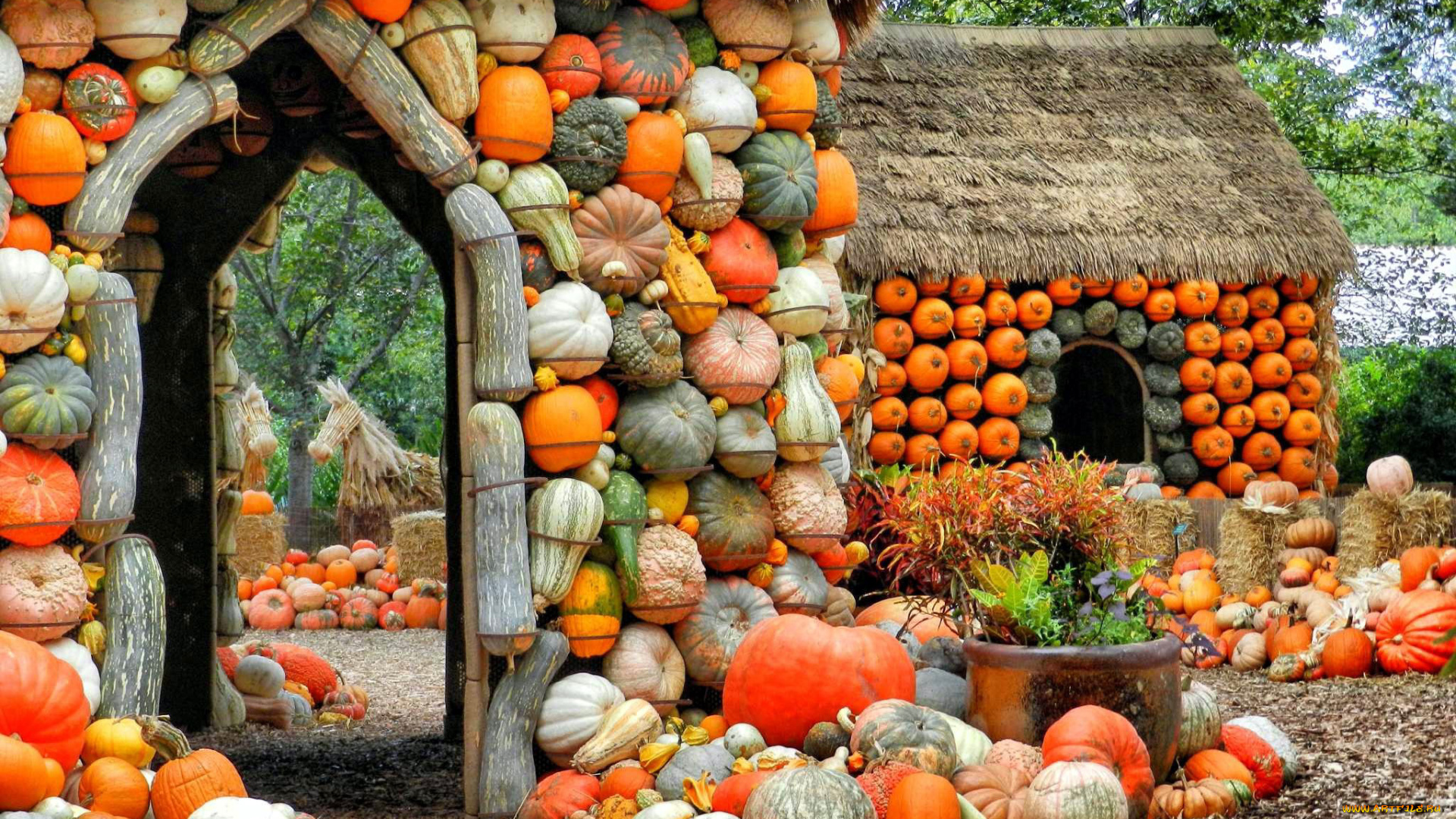 еда, тыква, много, урожай