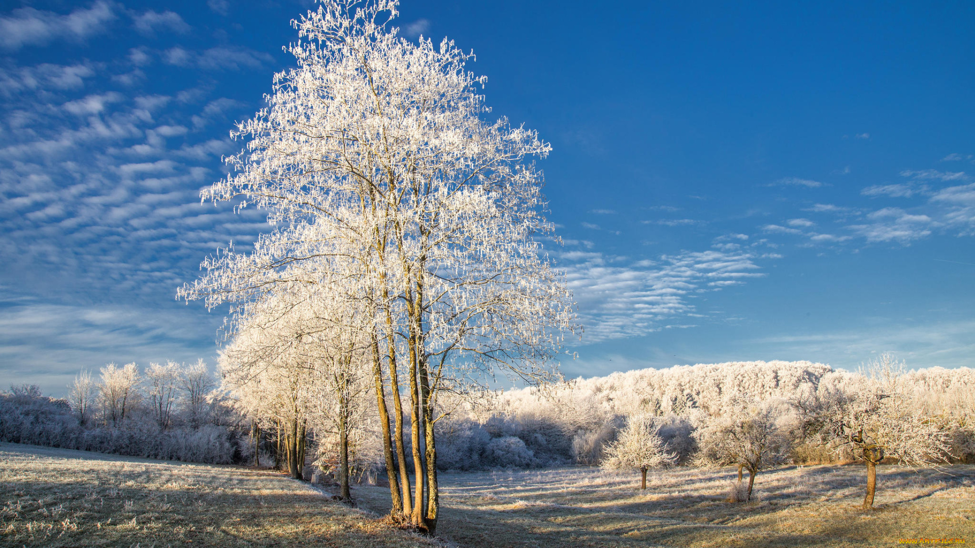 природа, деревья, иней