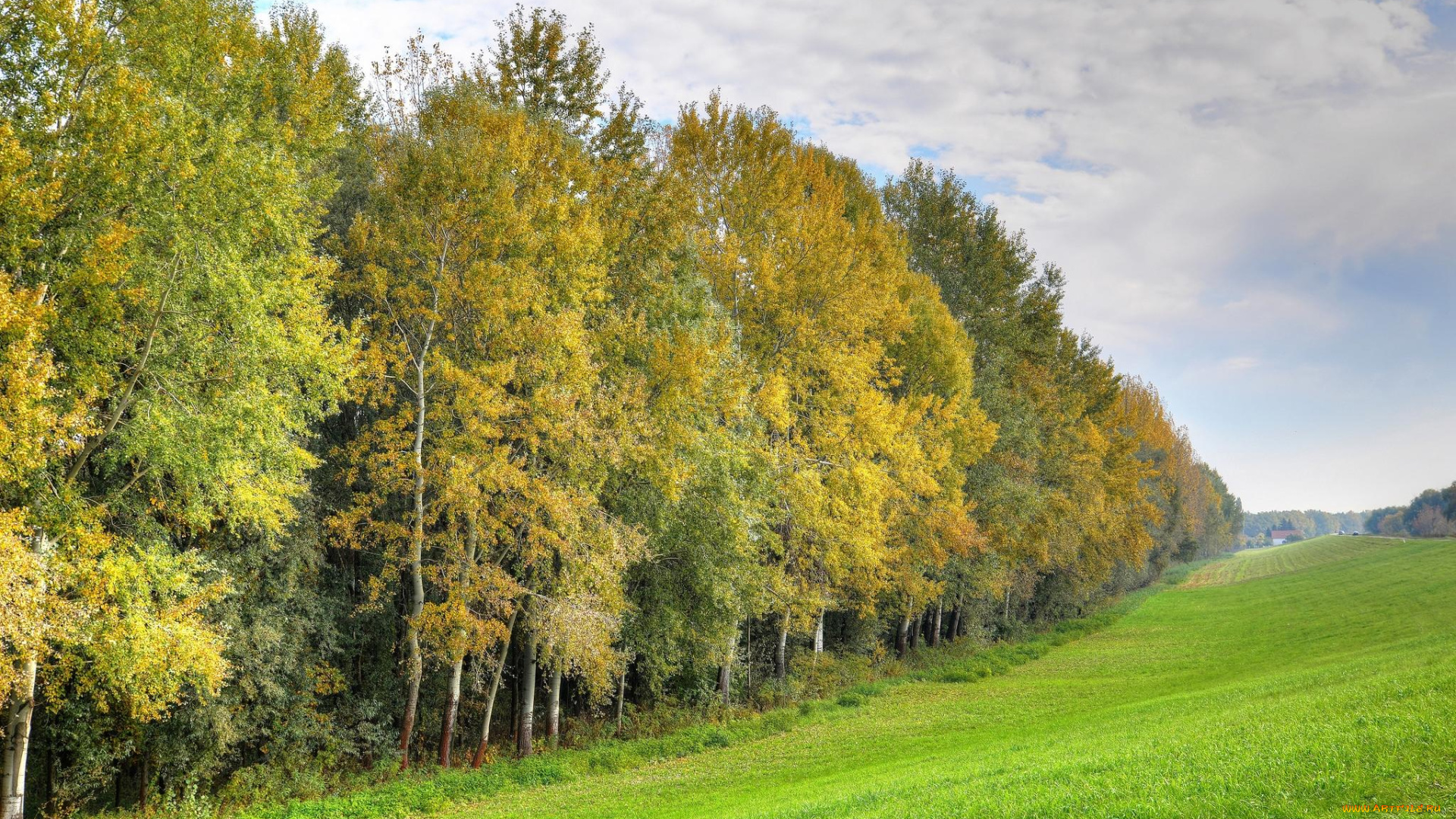 природа, пейзажи, осень, поле, холм, лес, деревья