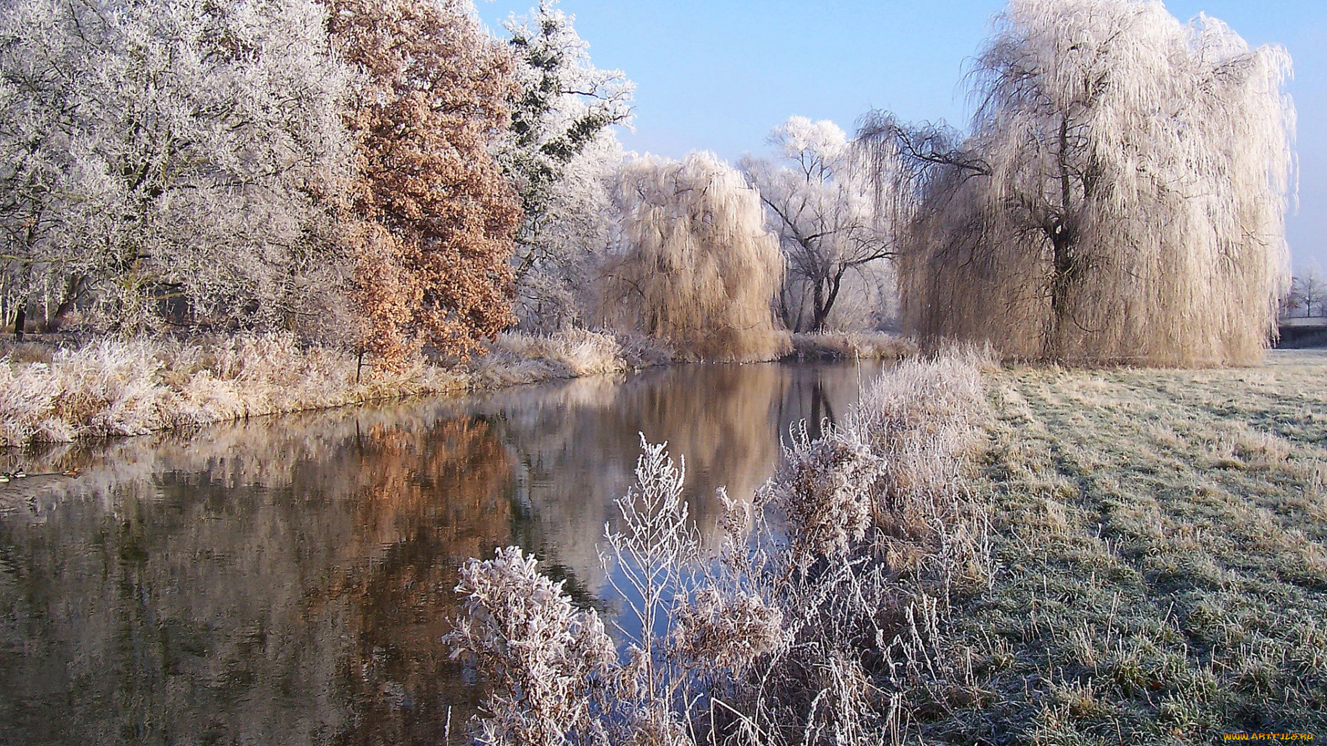 природа, реки, озера, лес, река