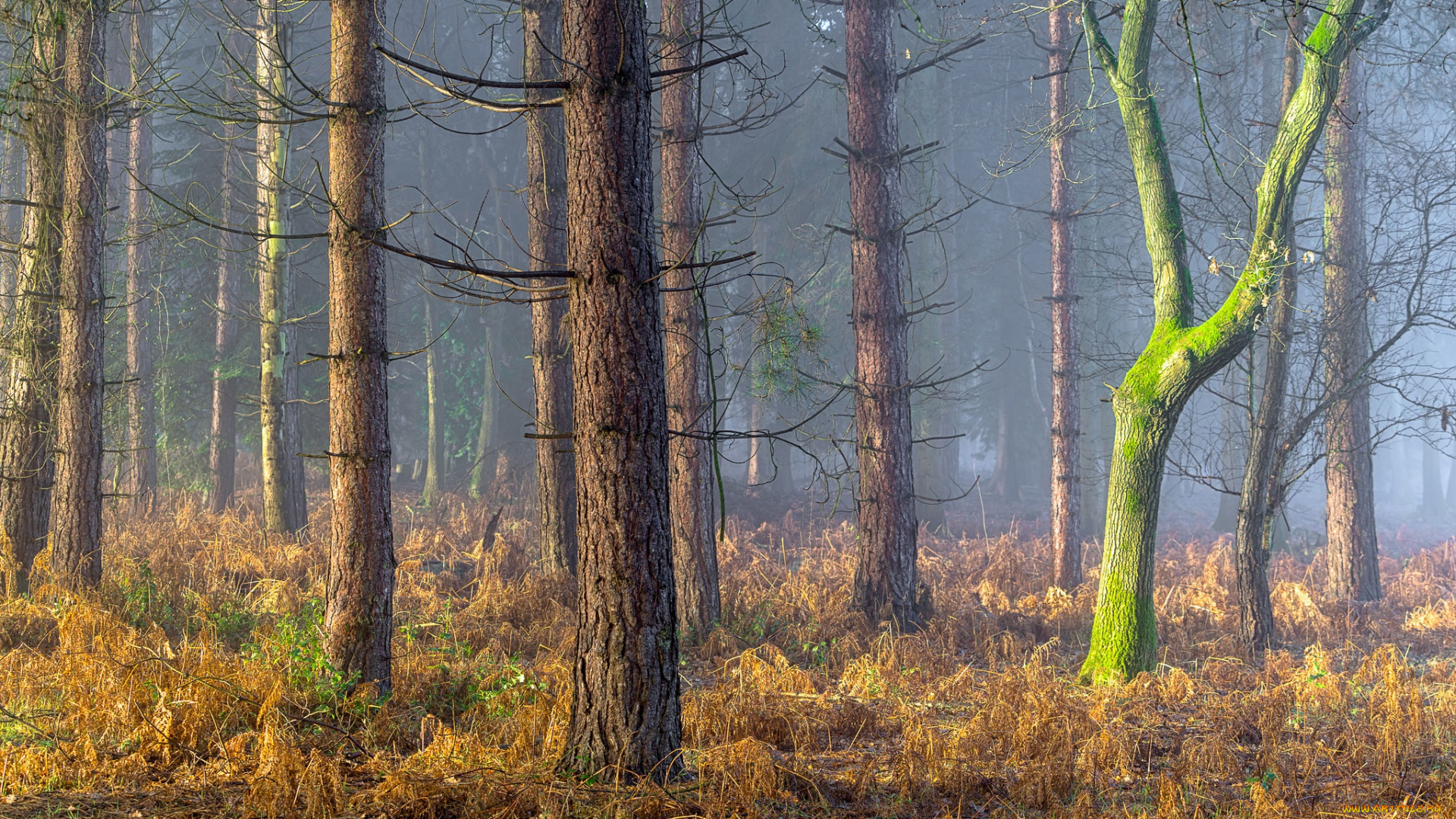 природа, лес, england, coughton, англия