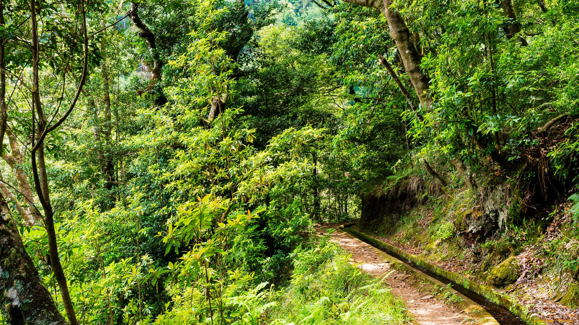 природа, лес, простор