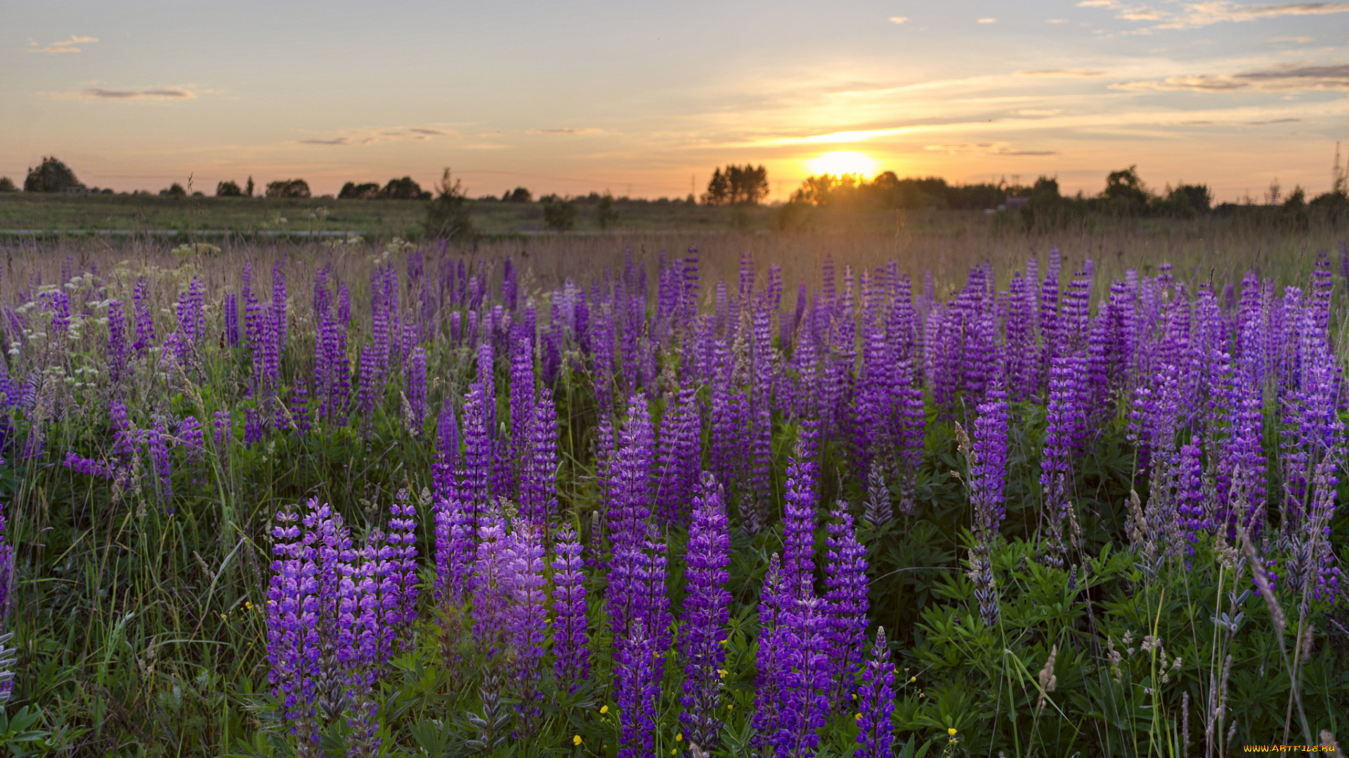 природа, луга, простор