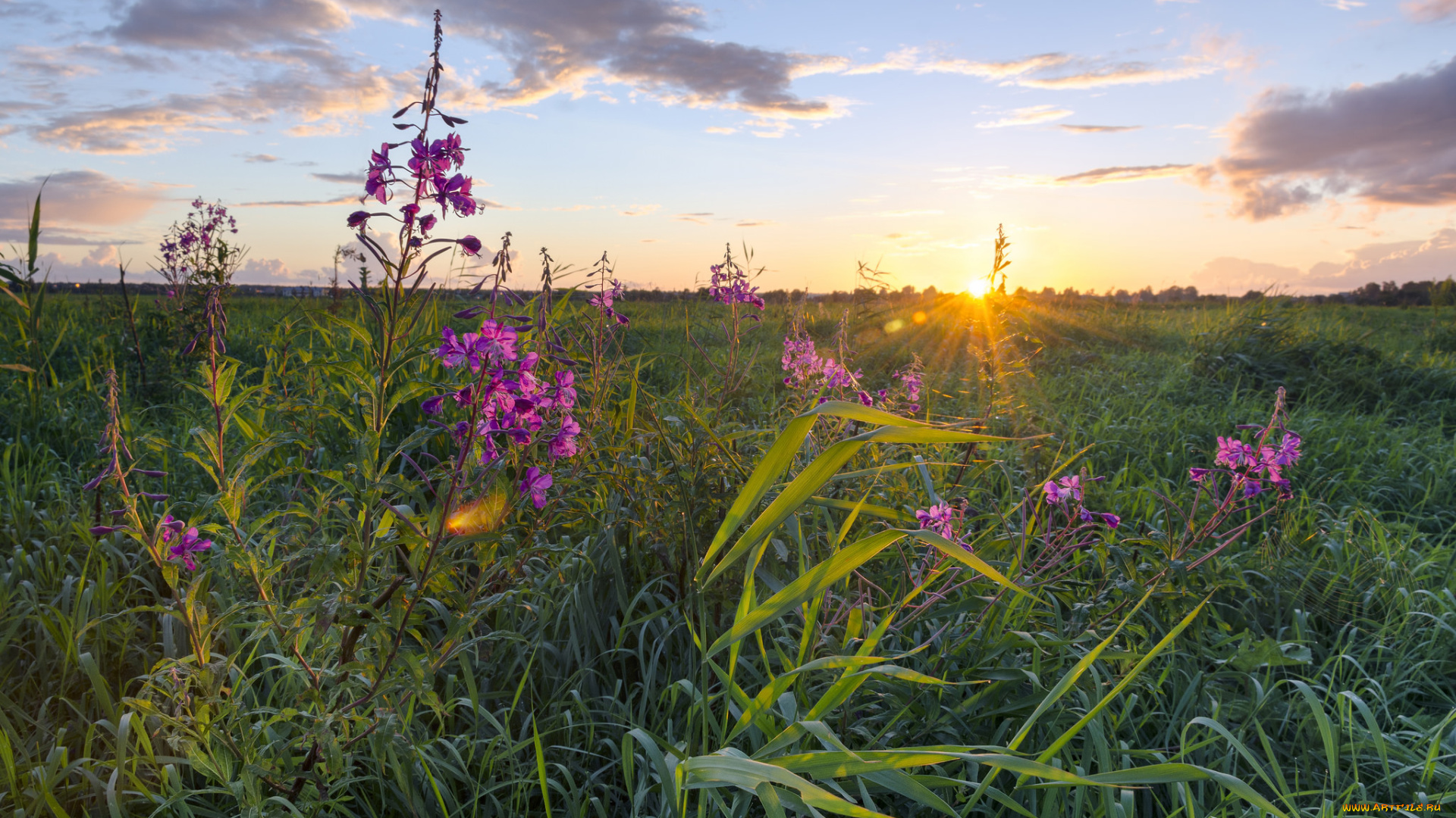 природа, луга, простор