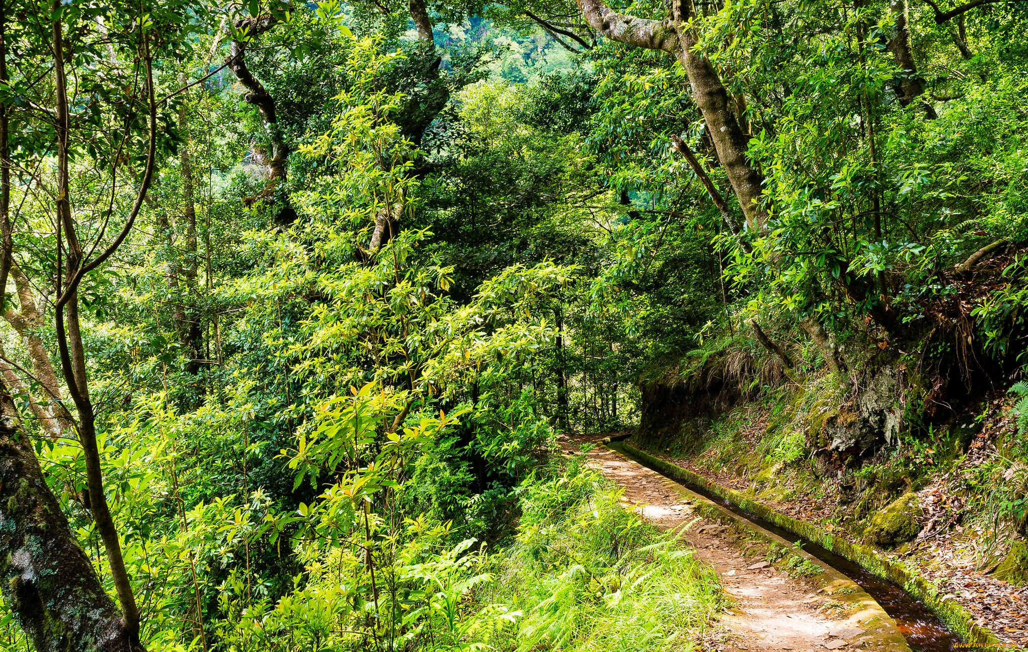 природа, лес, простор