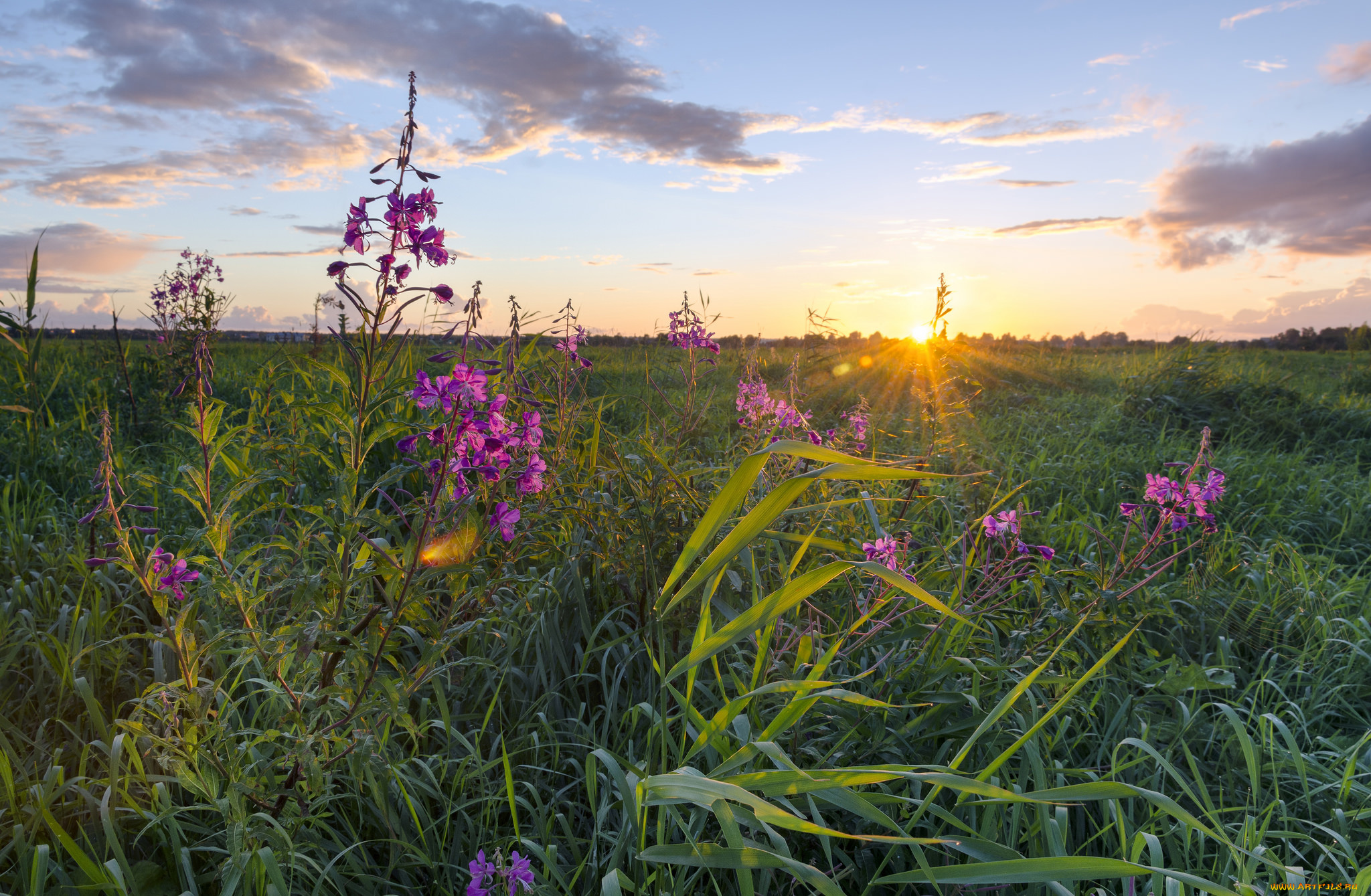 природа, луга, простор