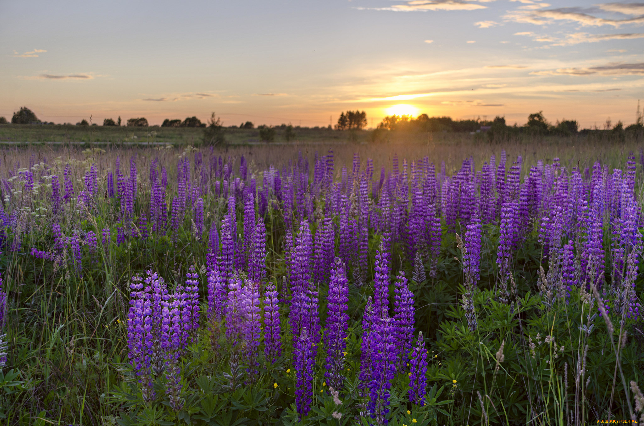 природа, луга, простор