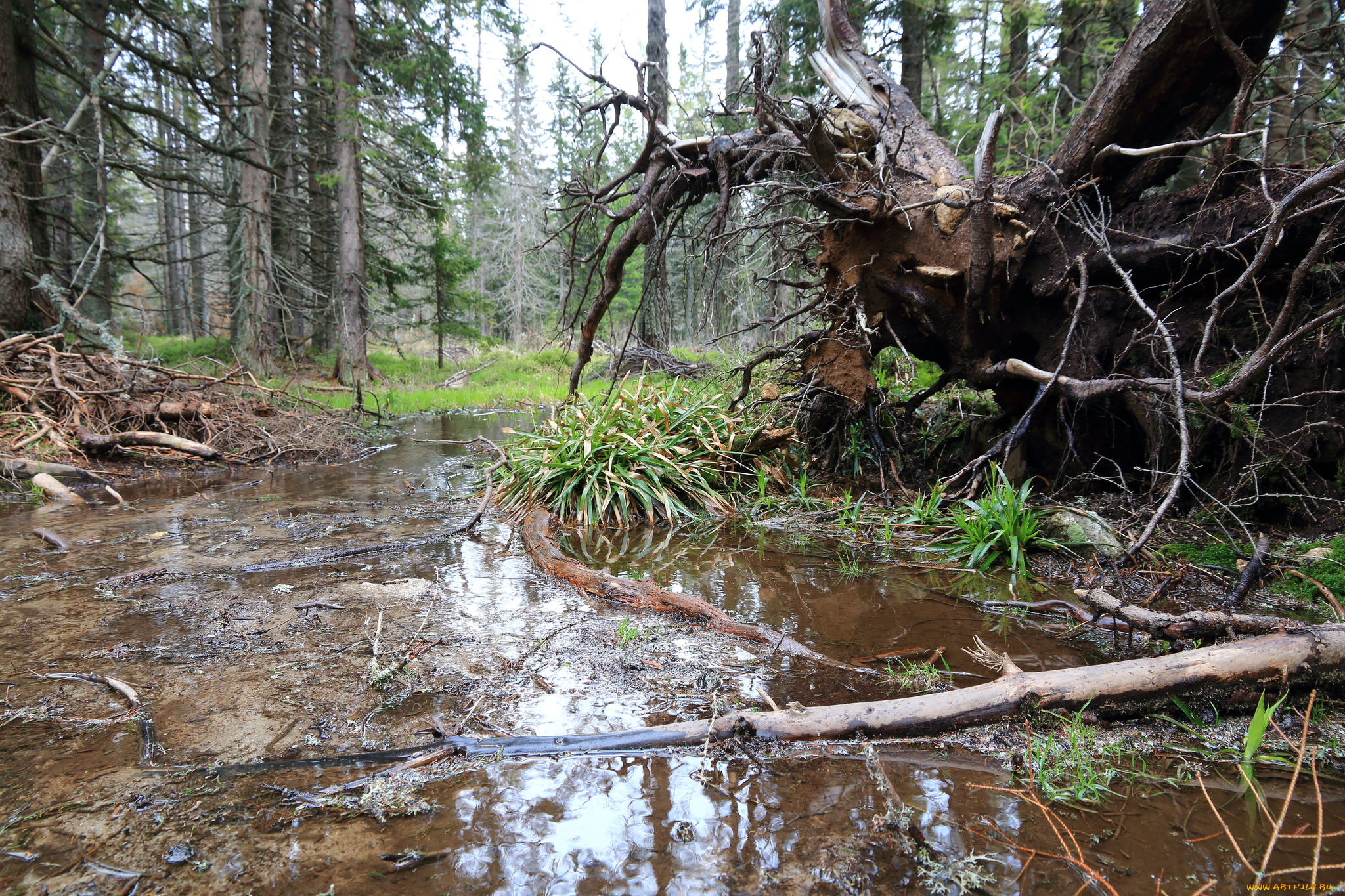 природа, лес, простор