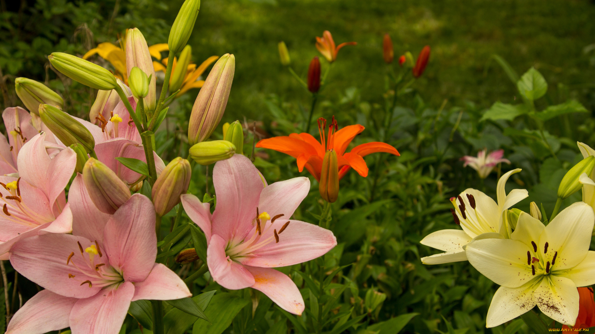 цветы, лилии, , лилейники