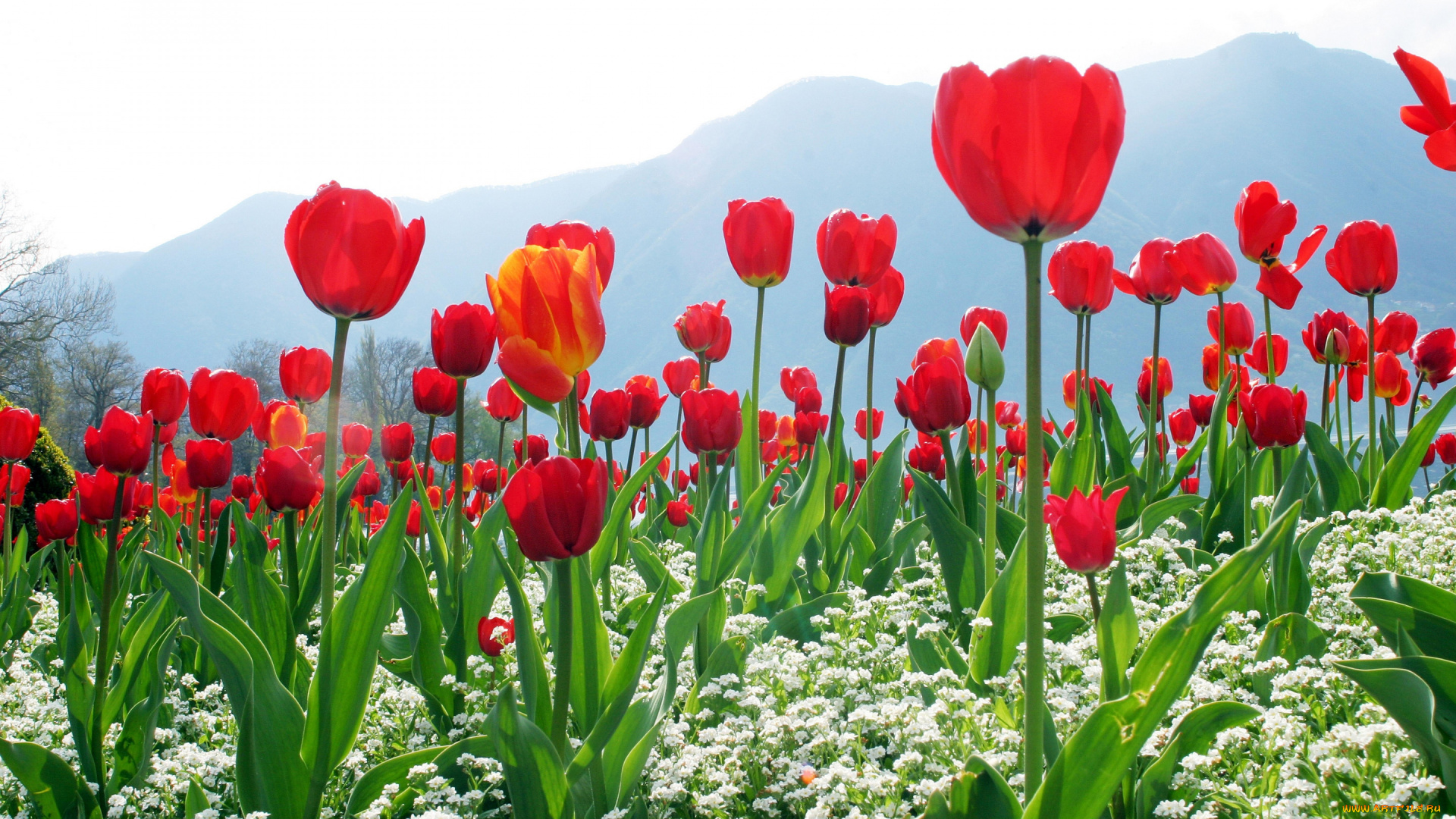 цветы, разные, вместе, красные