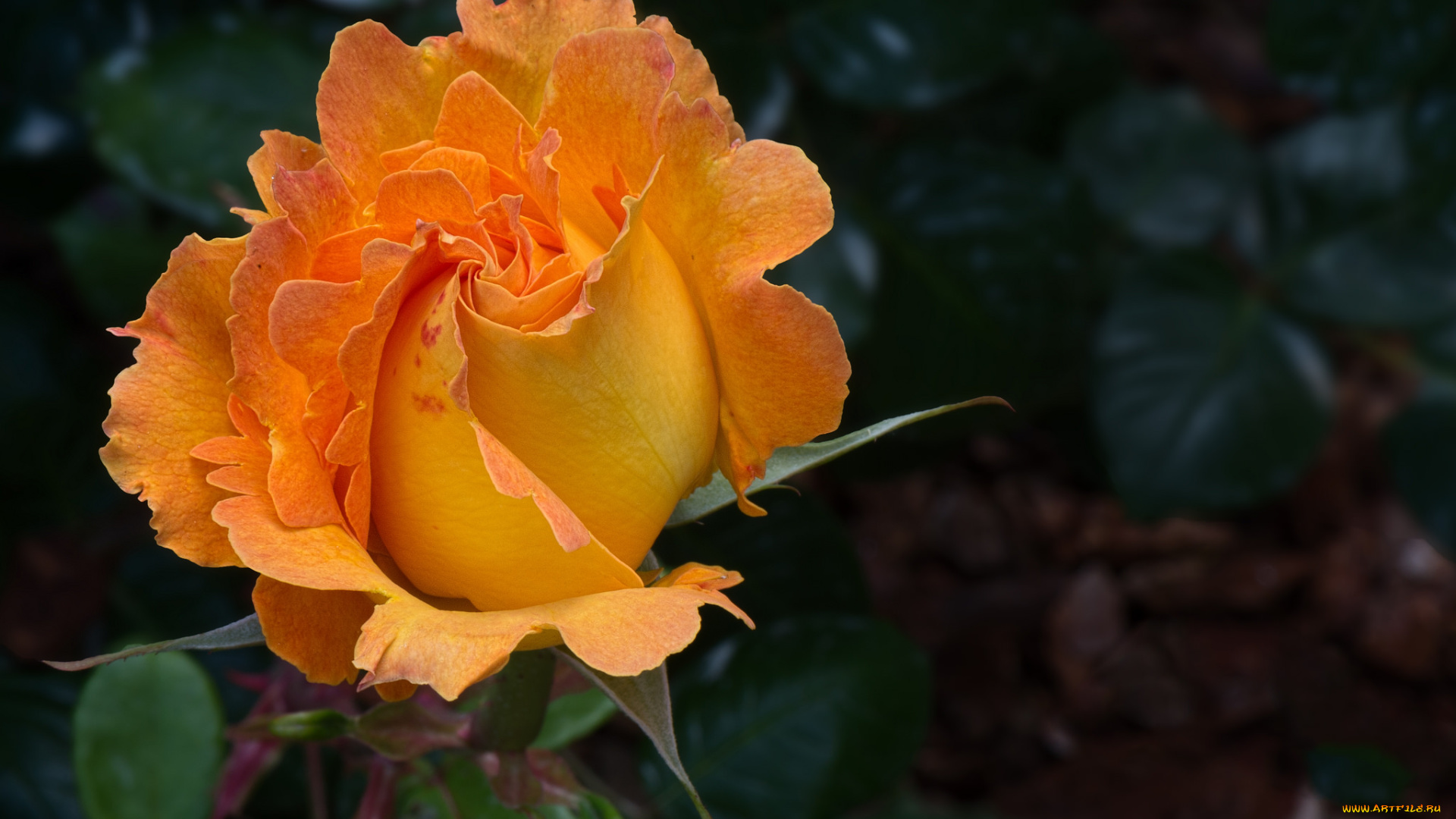 цветы, розы, бутон, лепестки