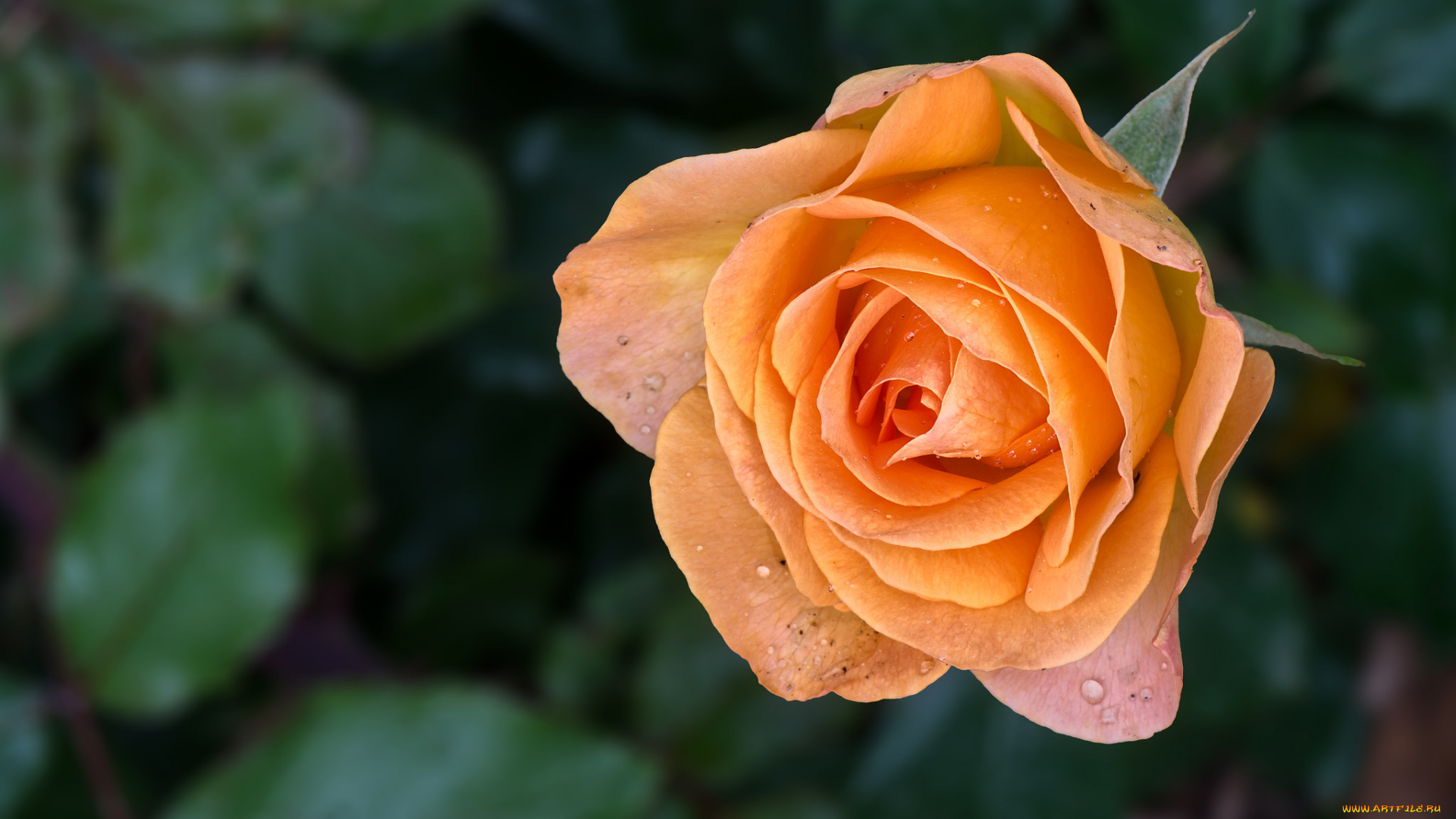 цветы, розы, лепестки, бутон