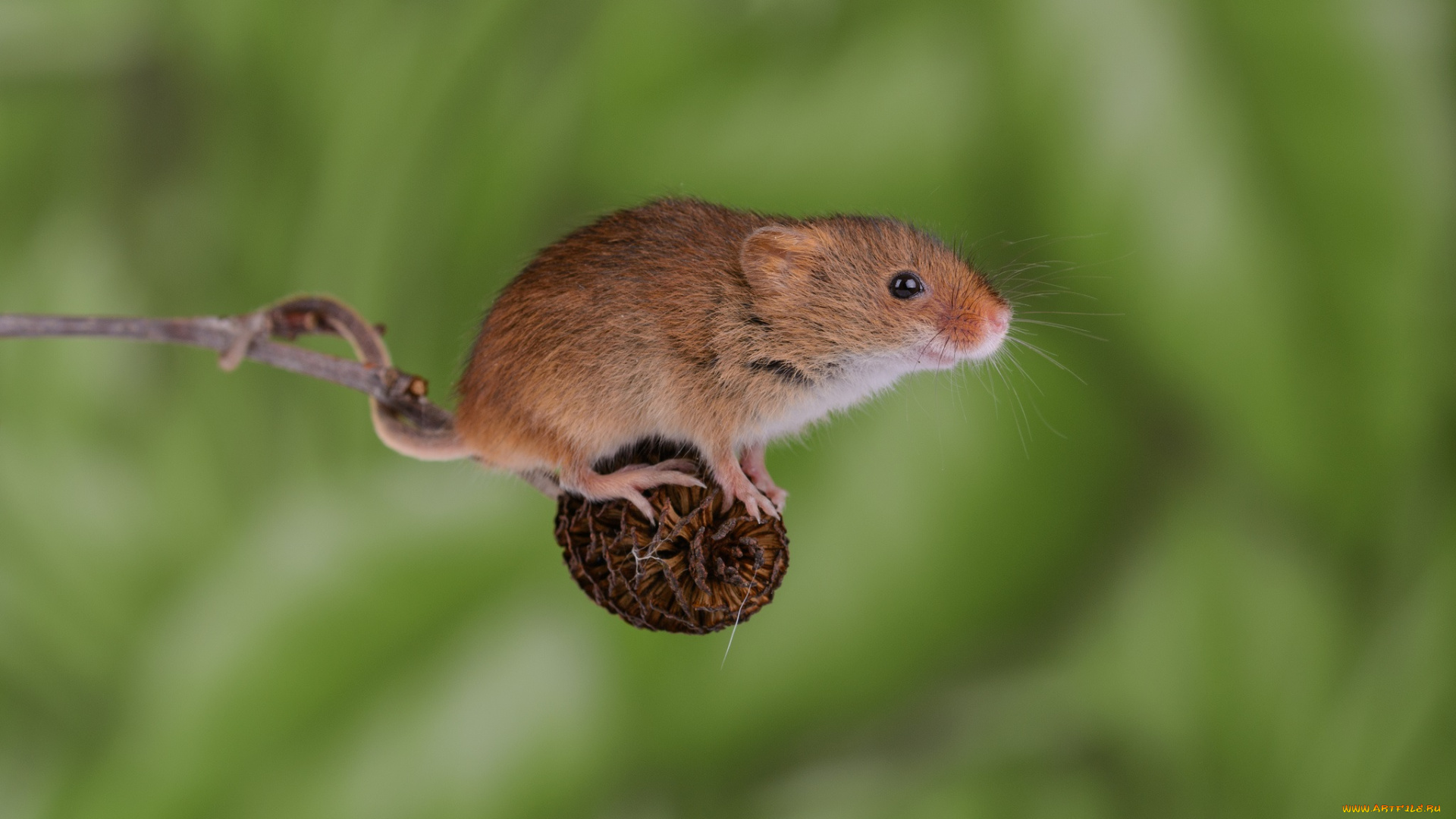 животные, крысы, , мыши, мышка