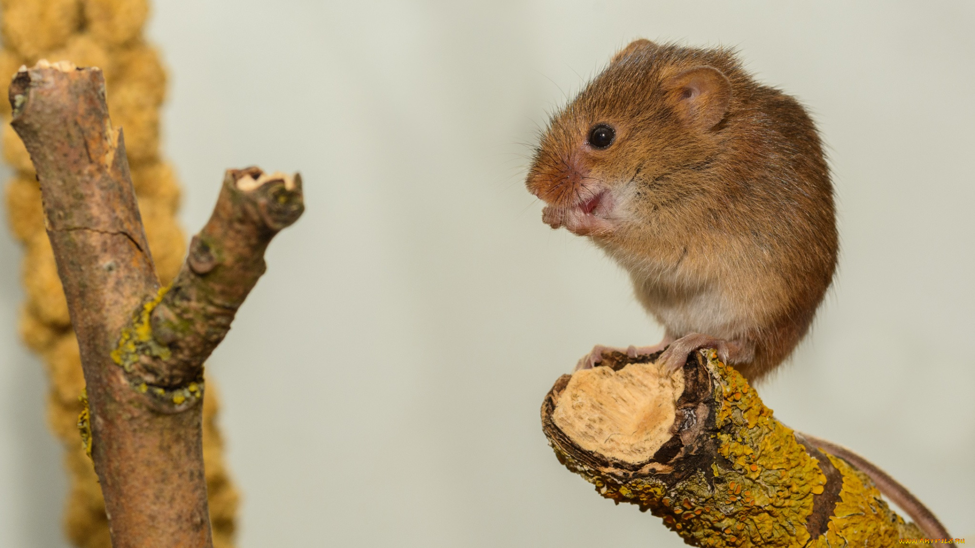 животные, крысы, , мыши, мышка