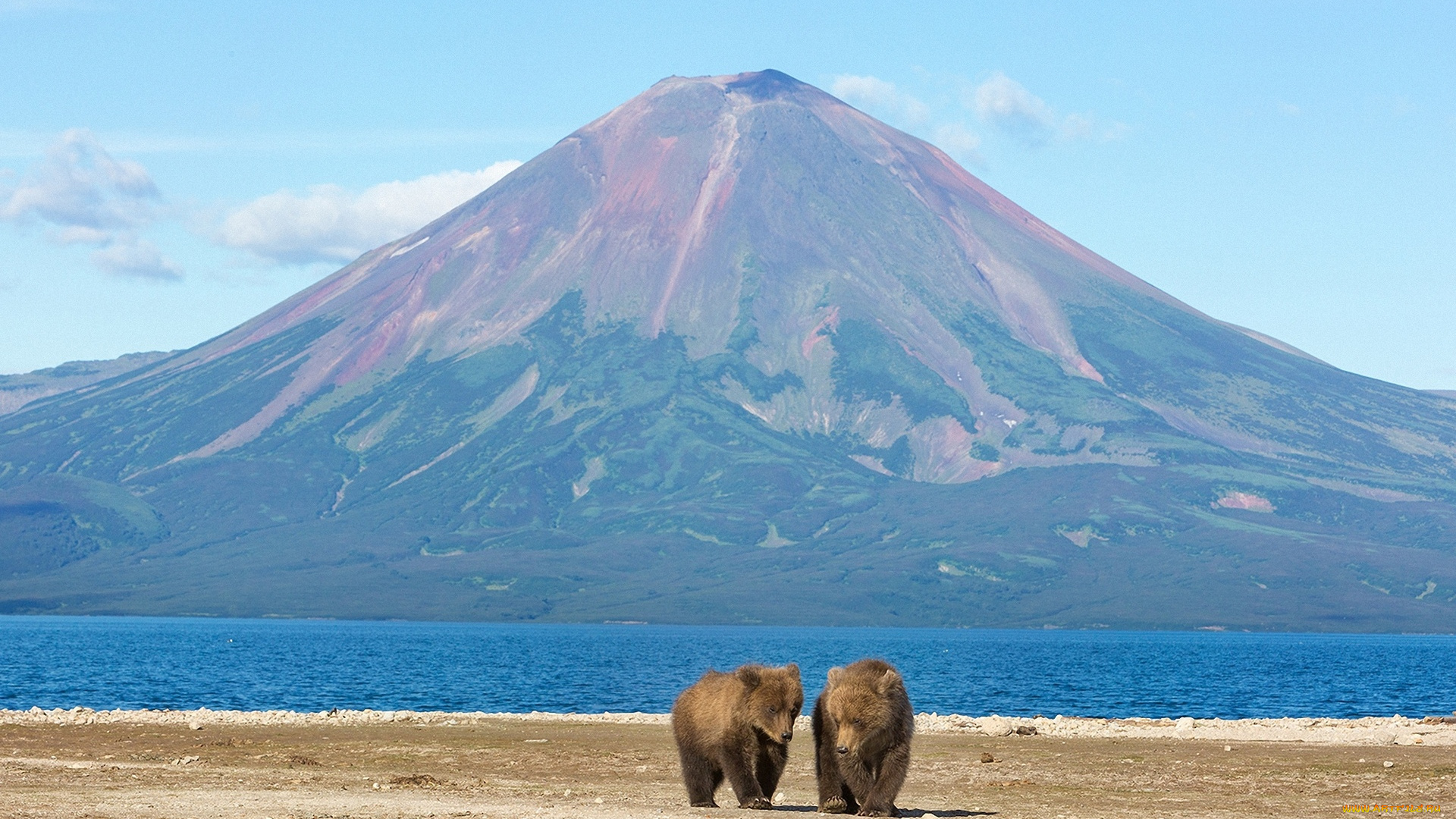 животные, медведи, млекопитающие, вулканы, горы, пейзажи, озеро, простор, природа, россия, камчатка