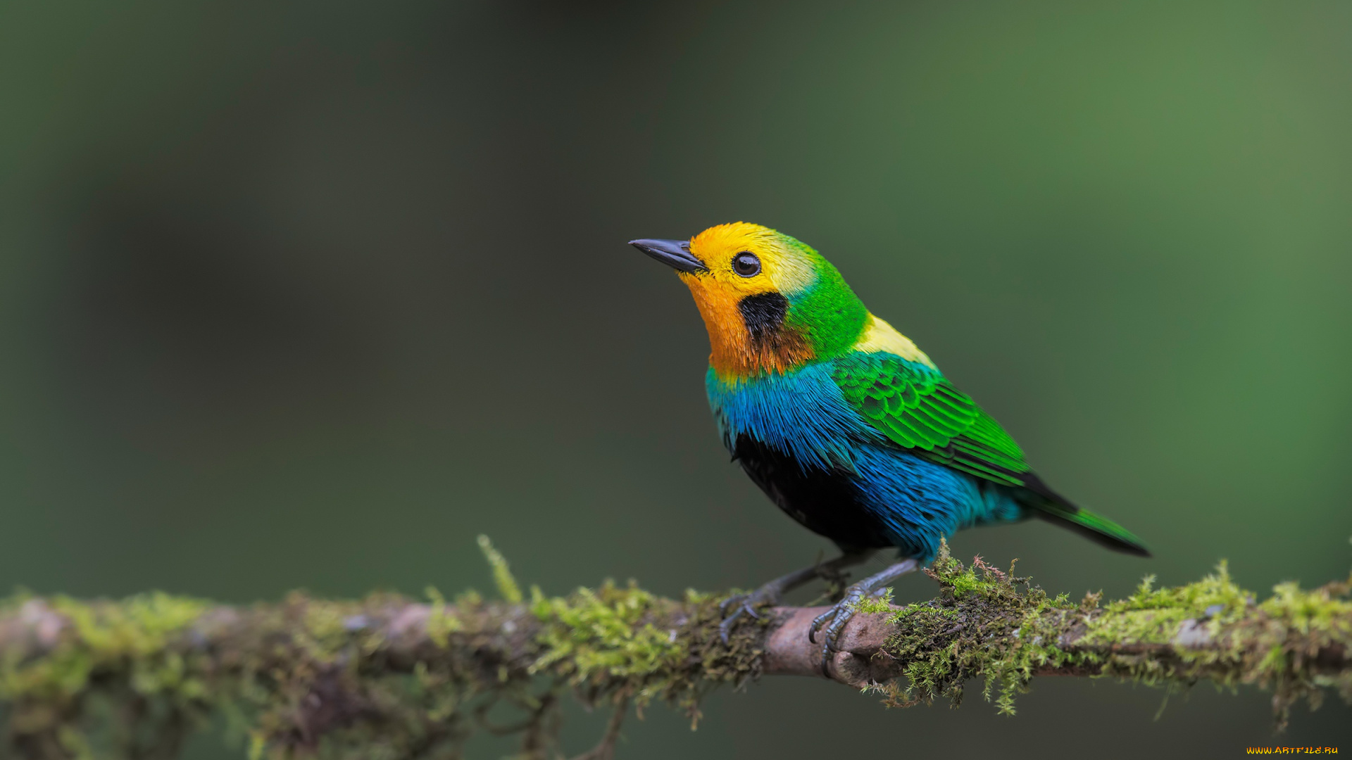 животные, птицы, черноухая, цветная, танагра, ветка, птица