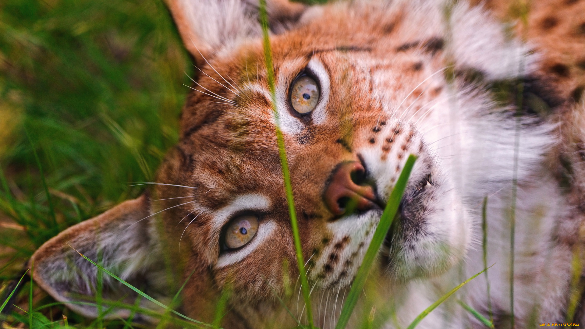 животные, рыси, рысь