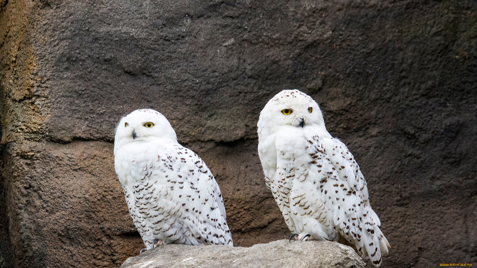 животные, совы