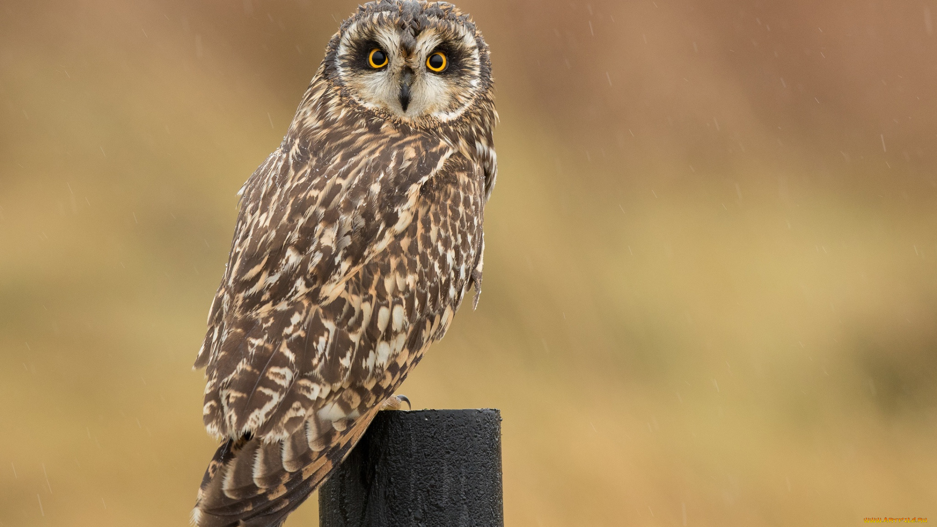 животные, совы, боке, столб, птица, сова