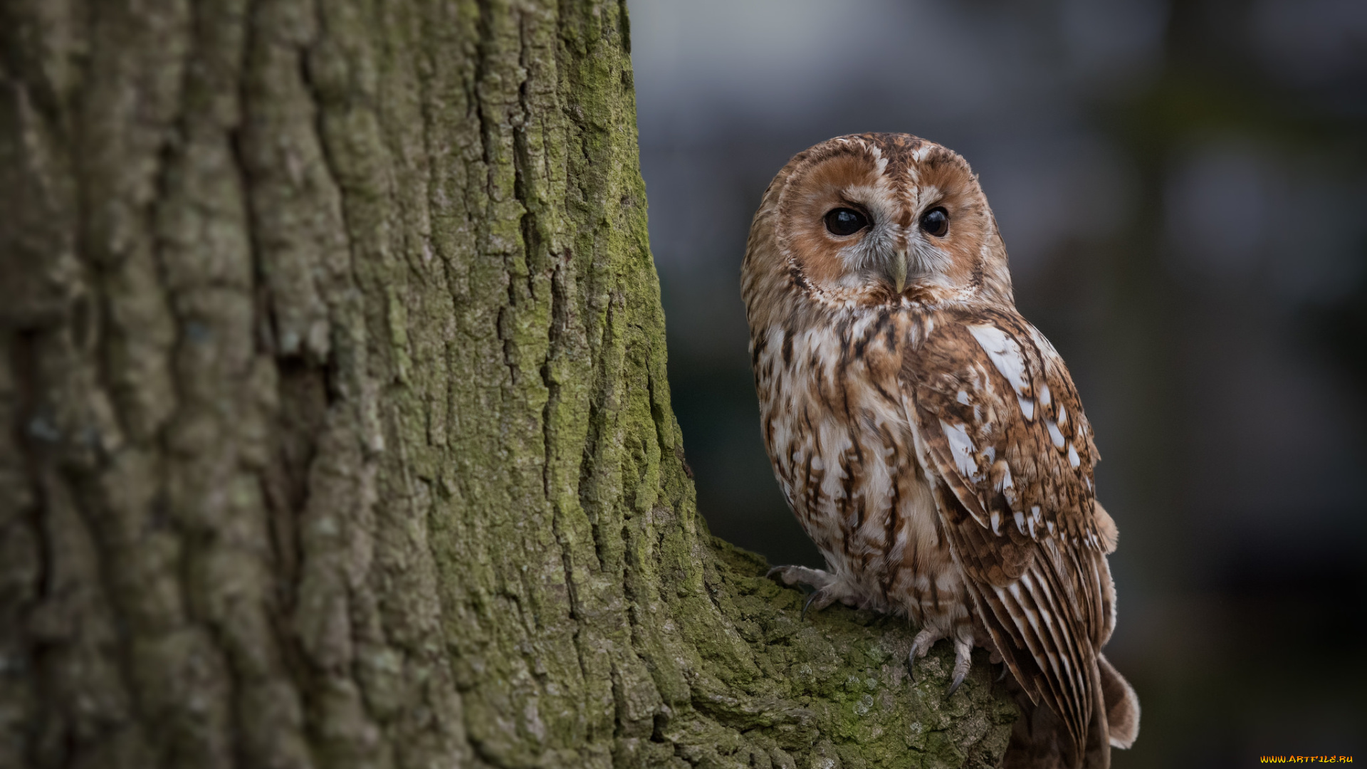 животные, совы, мышка