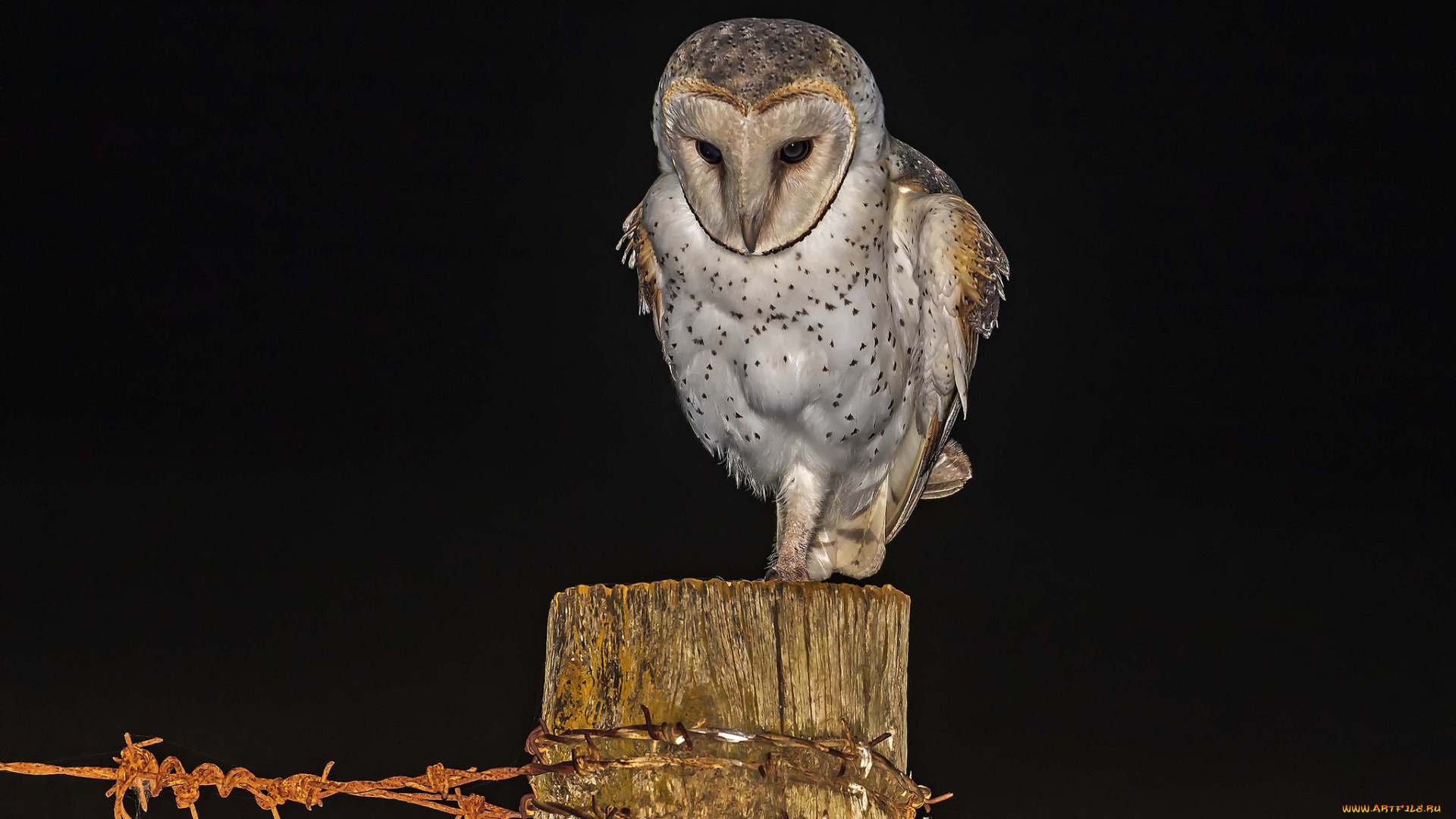 животные, совы, мышка