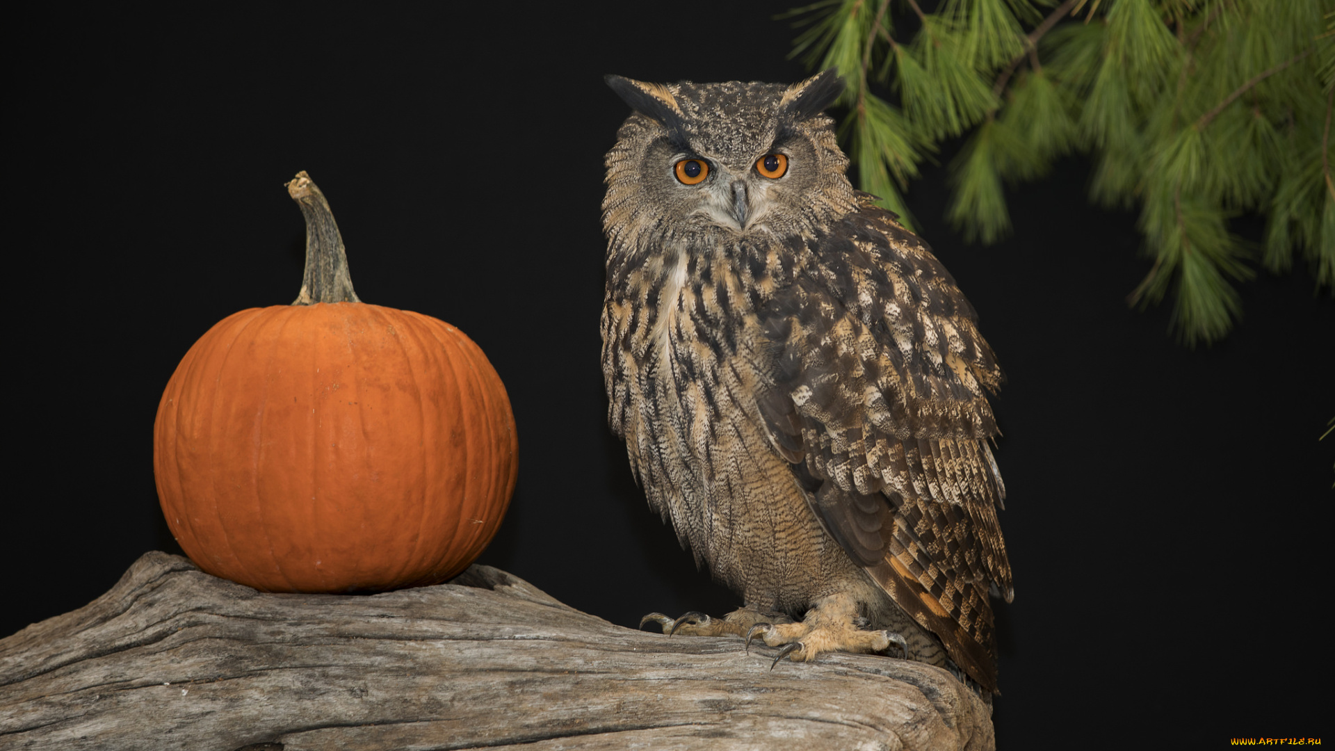 животные, совы, сова