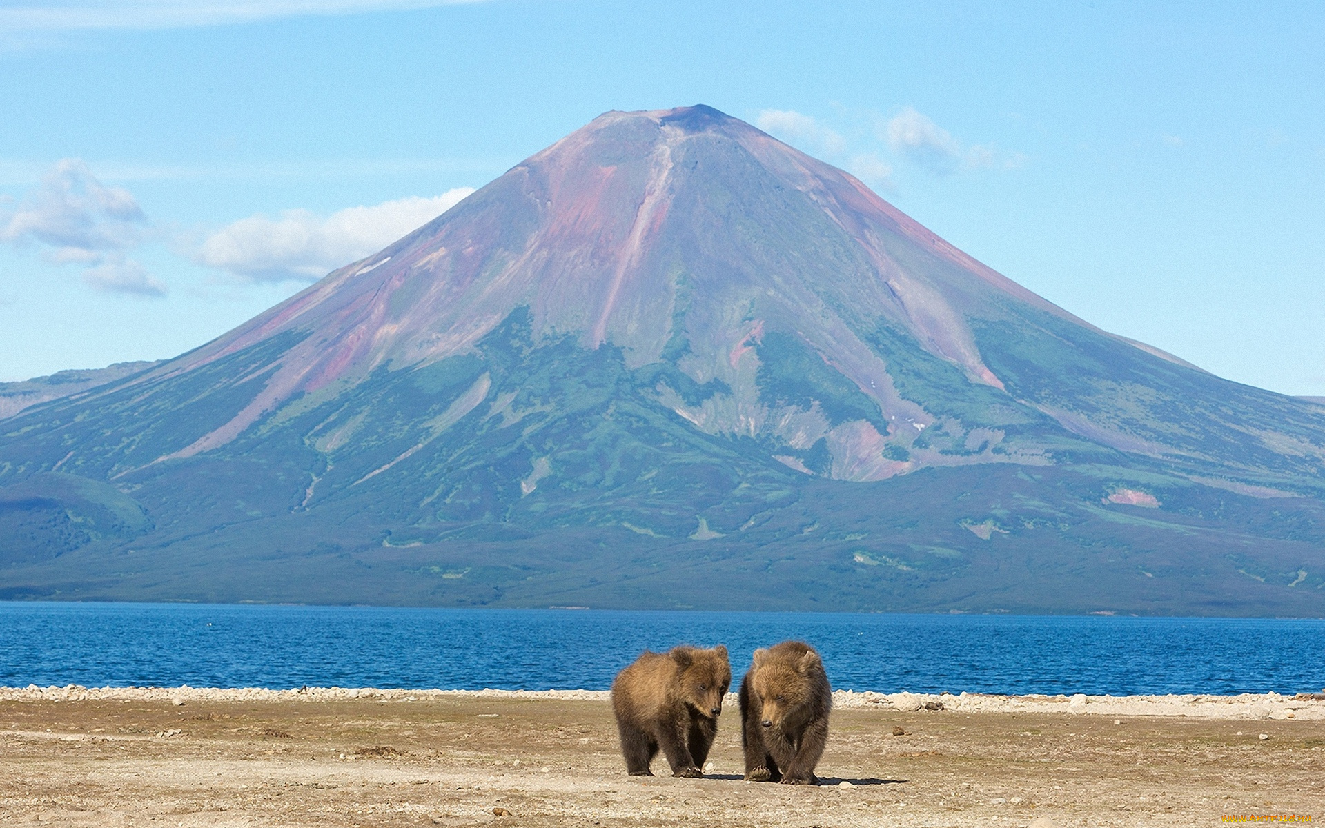 животные, медведи, млекопитающие, вулканы, горы, пейзажи, озеро, простор, природа, россия, камчатка