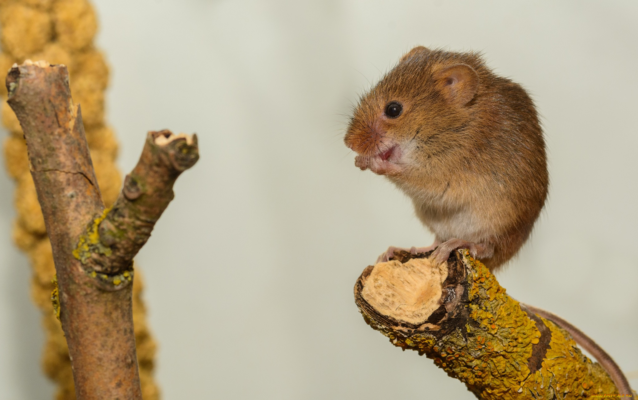 животные, крысы, , мыши, мышка
