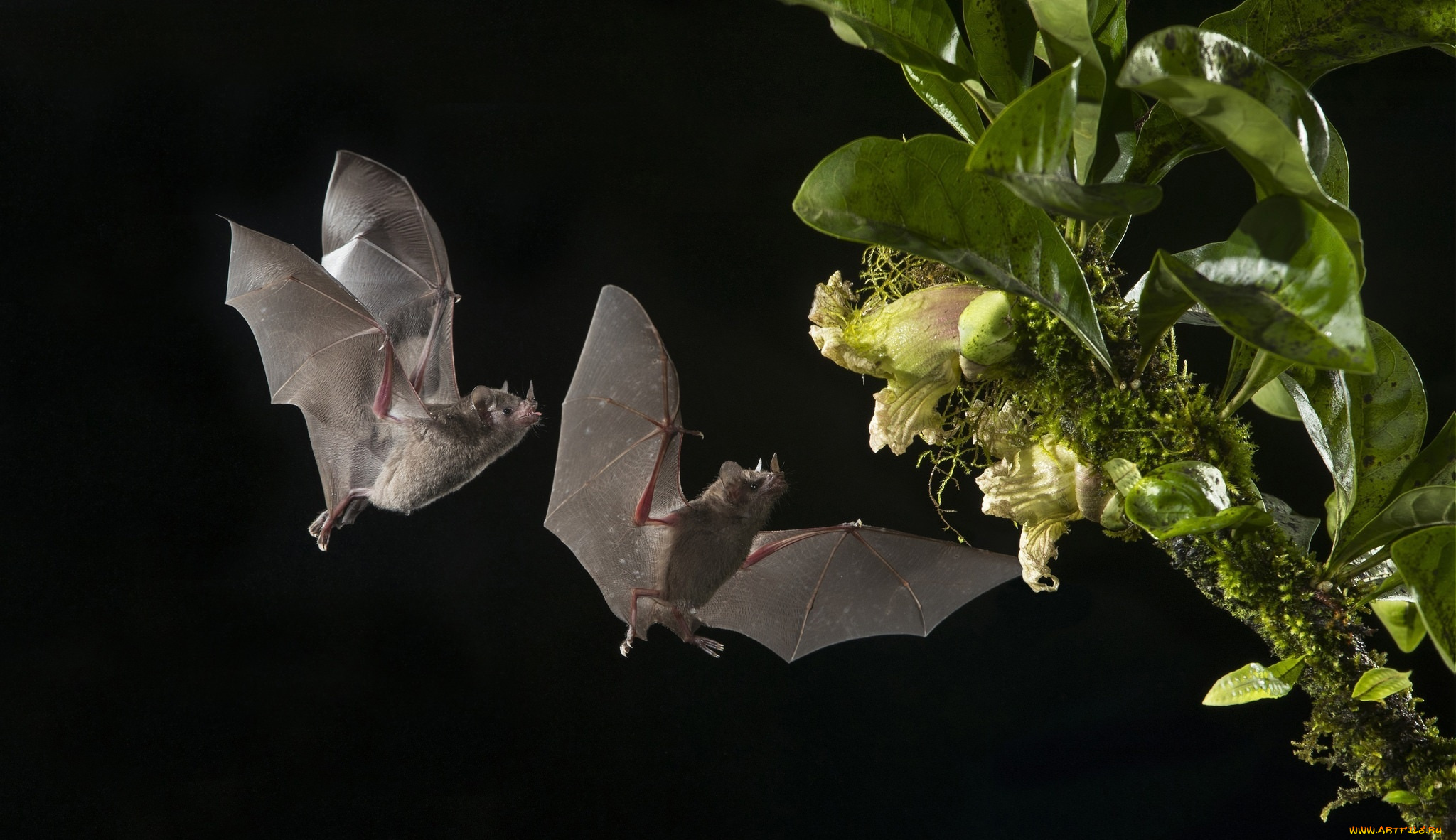 животные, летучие, мыши, летучая, мышь