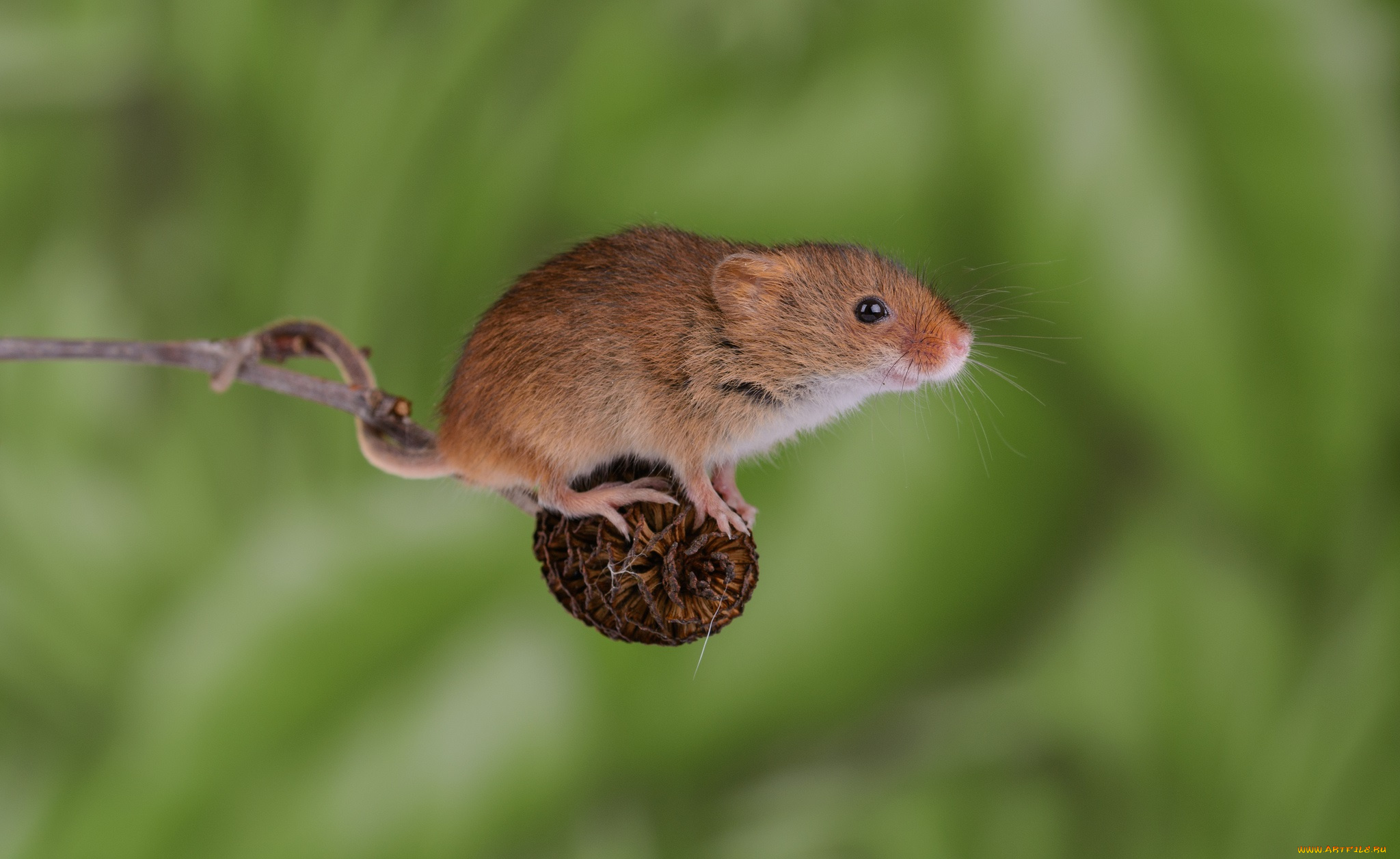 животные, крысы, , мыши, мышка