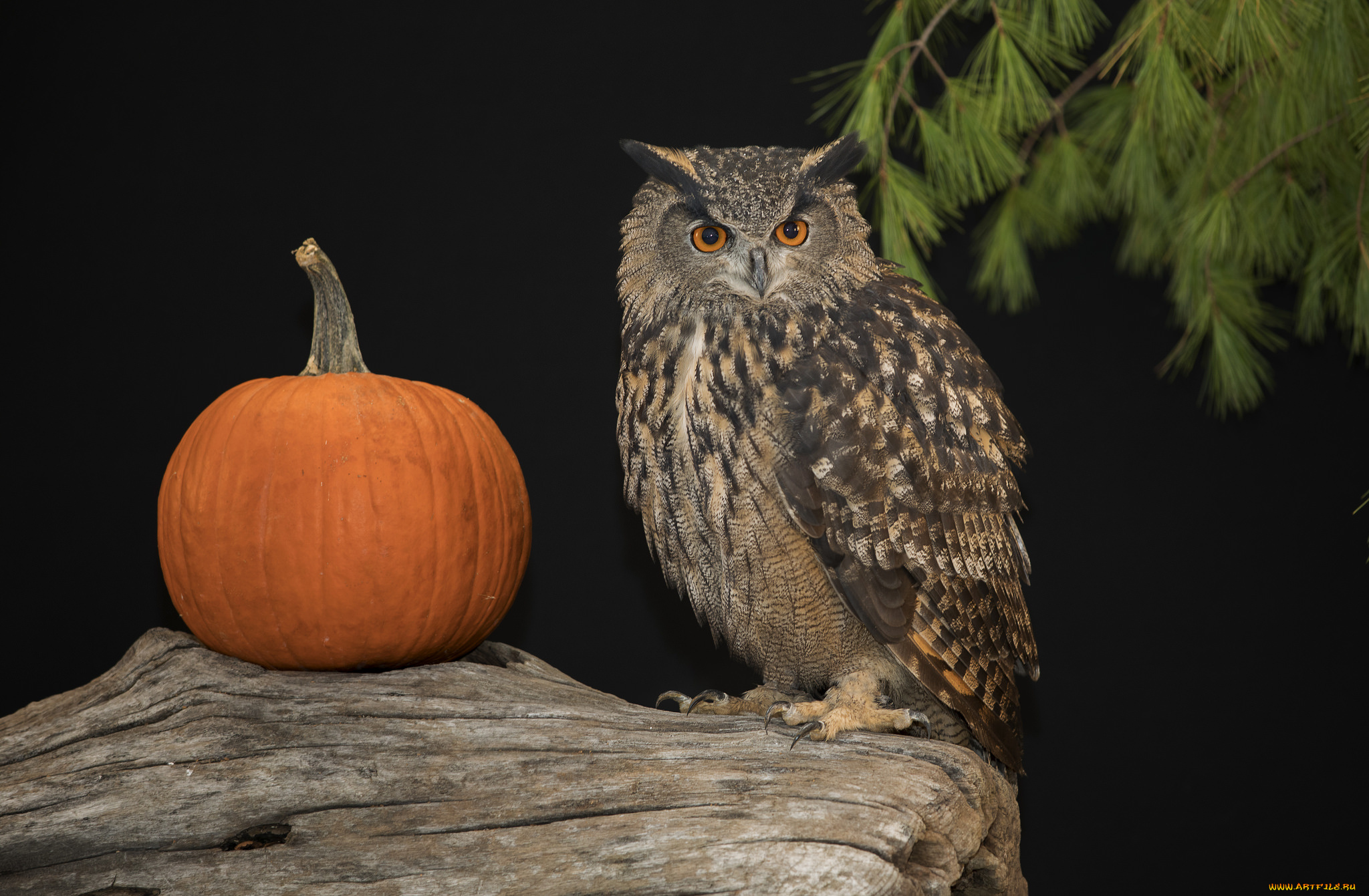 животные, совы, сова