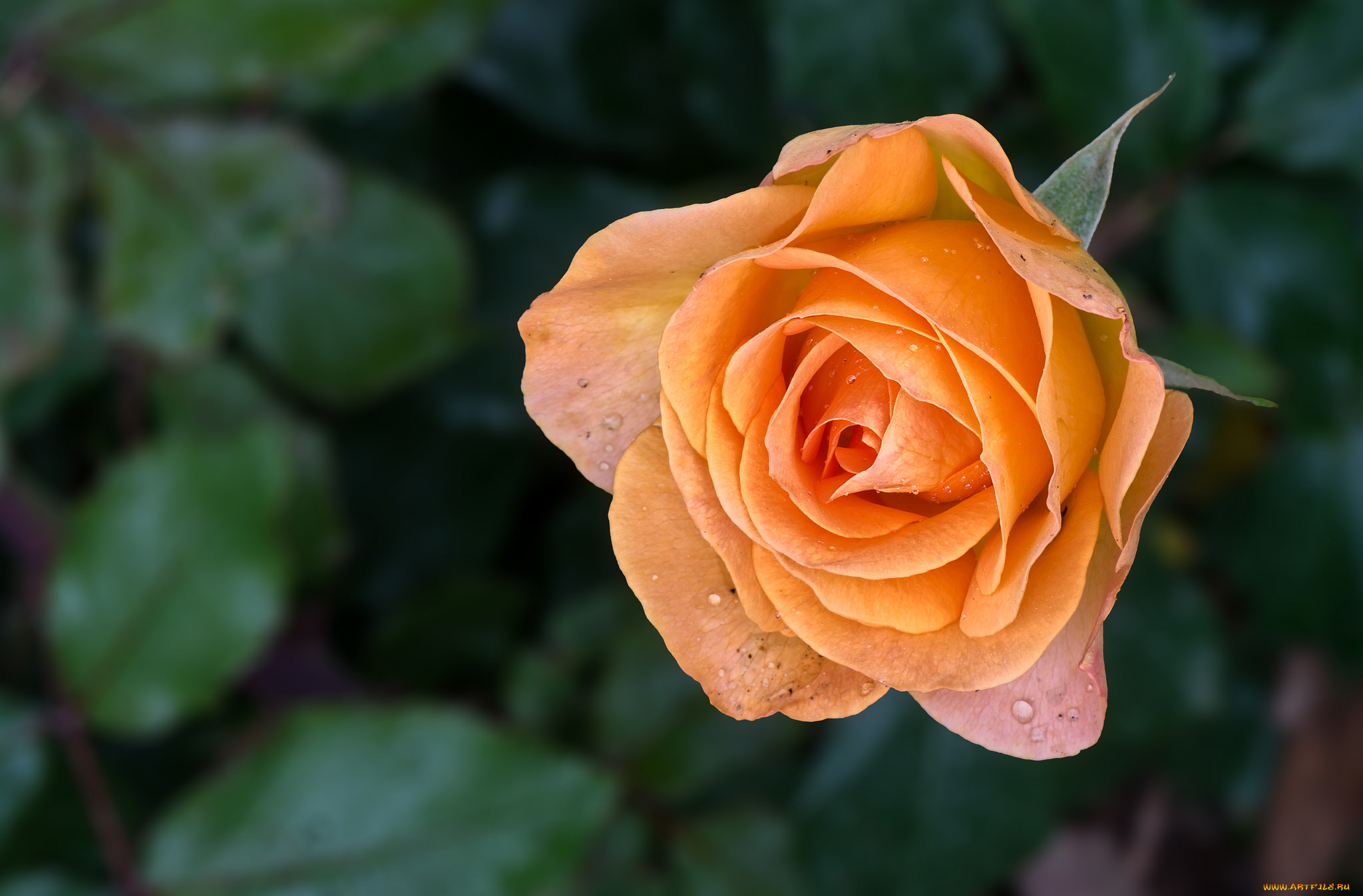 цветы, розы, лепестки, бутон