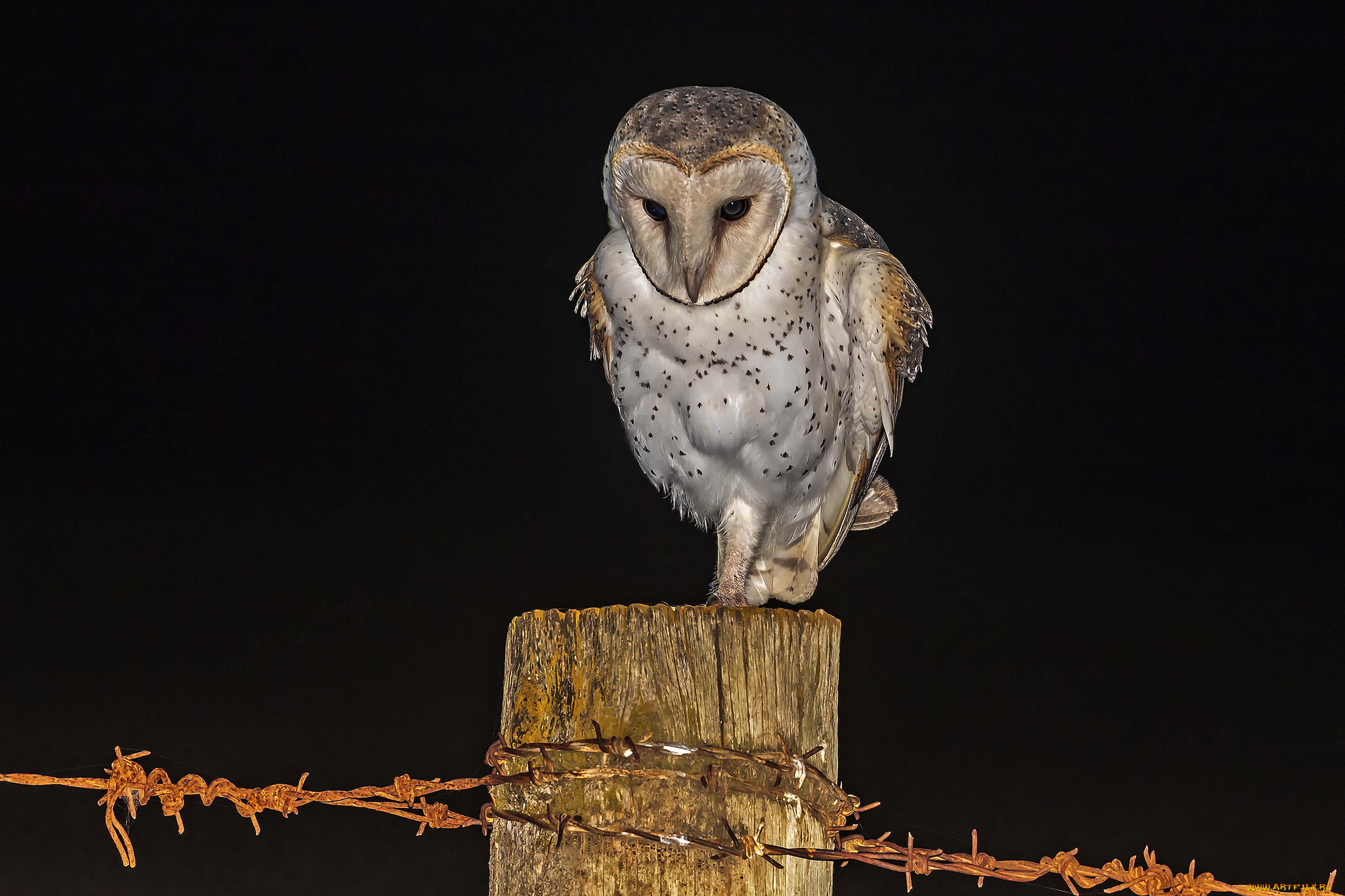 животные, совы, мышка