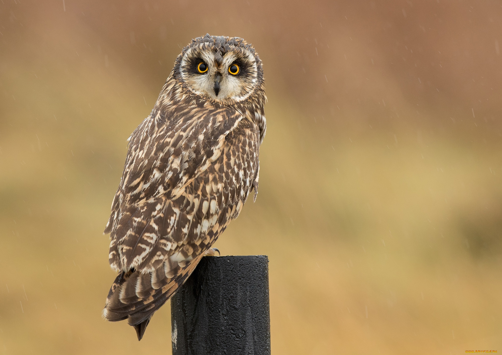 животные, совы, боке, столб, птица, сова