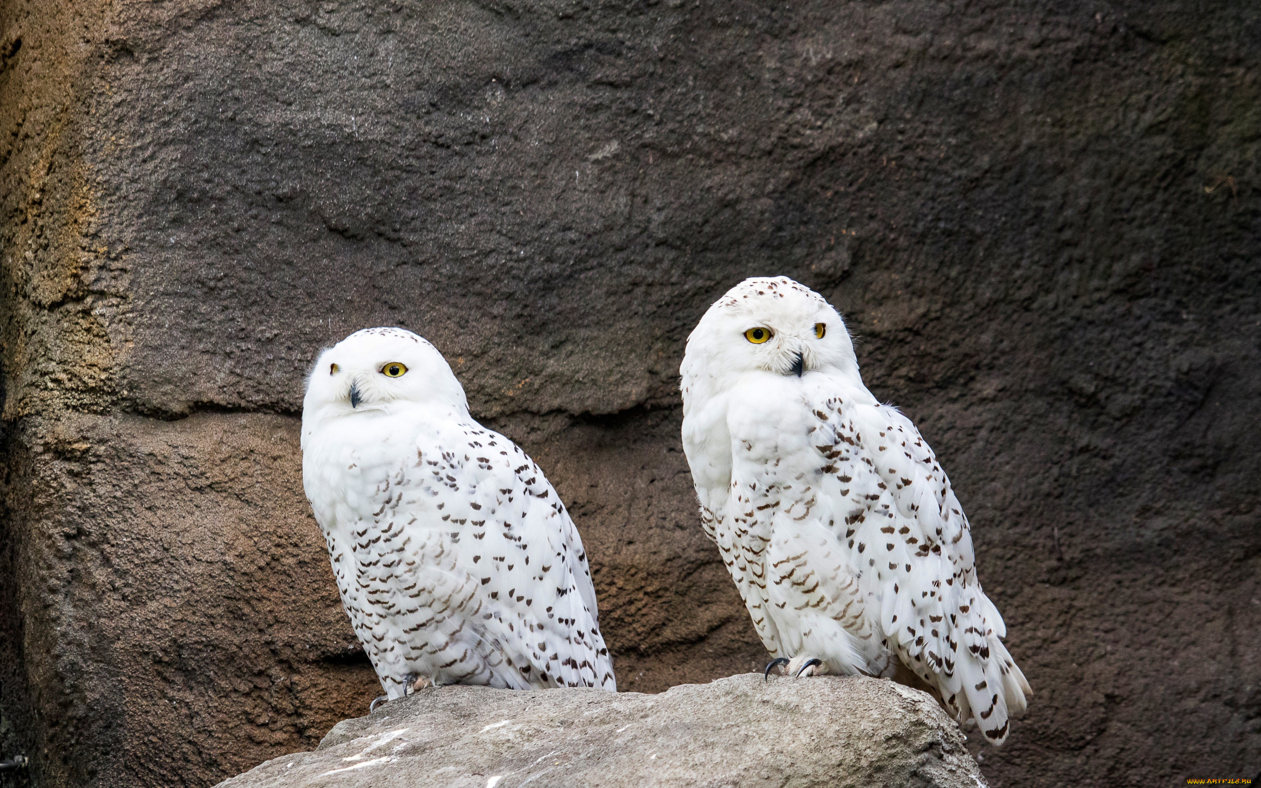 животные, совы