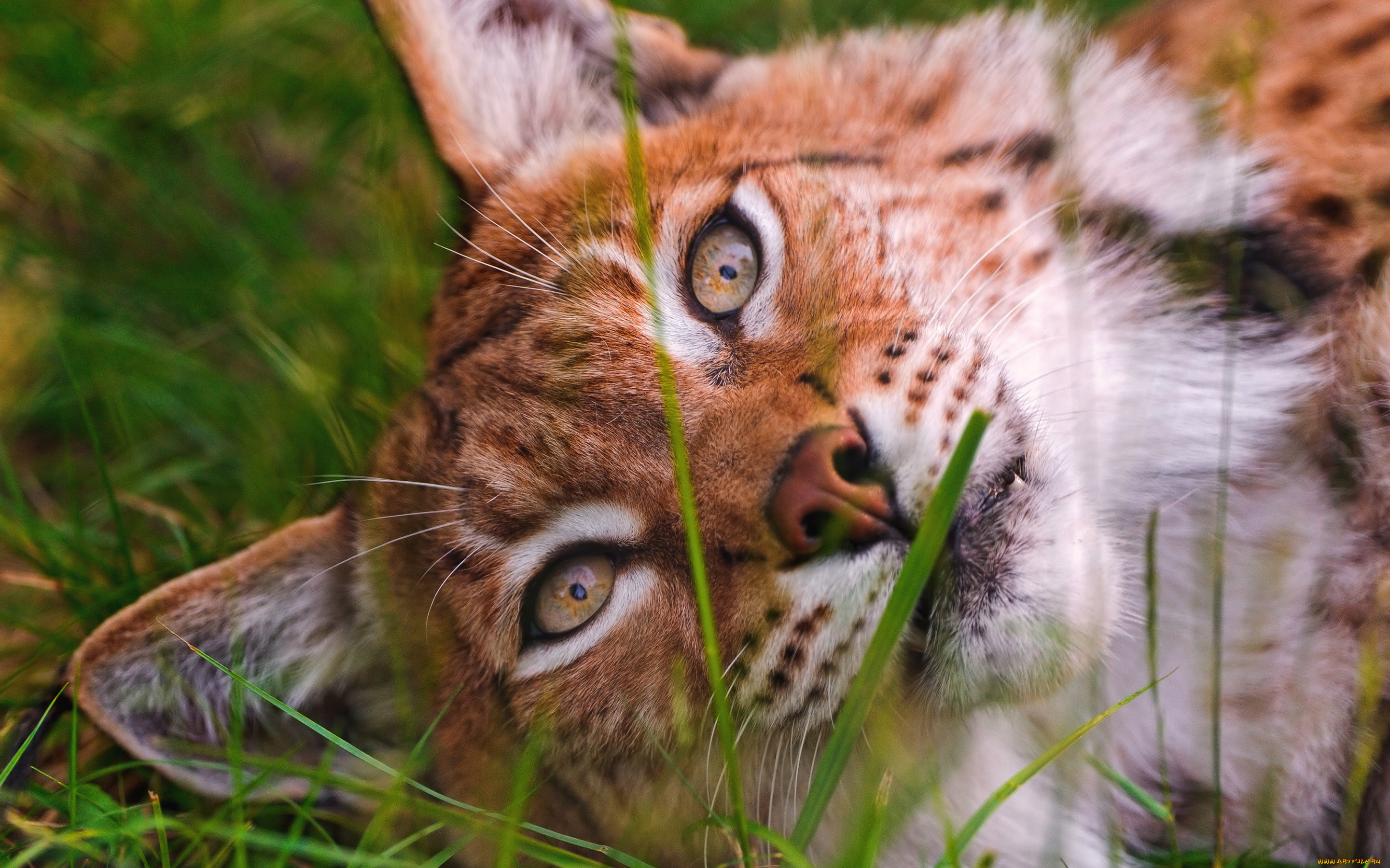 животные, рыси, рысь