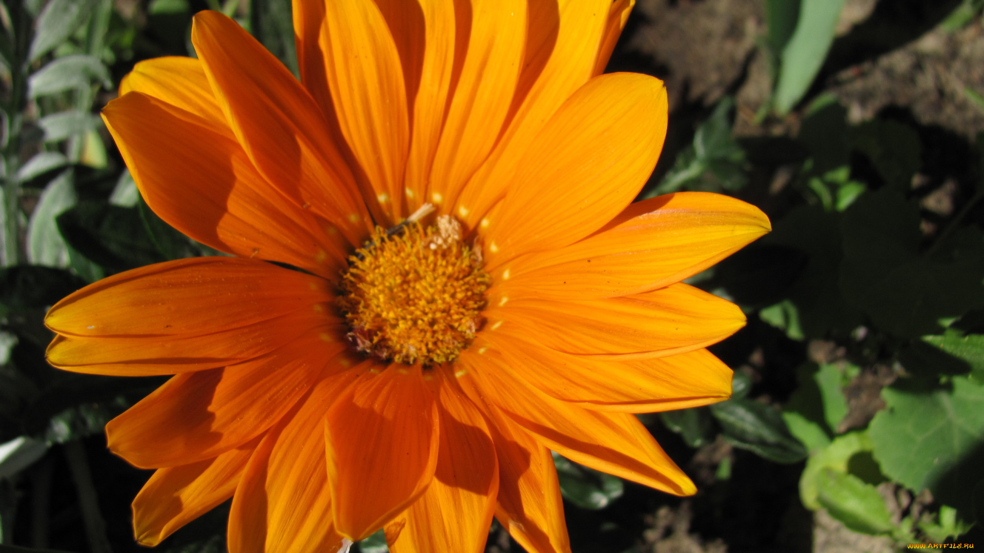 цветы, газания, оранжевая, макро