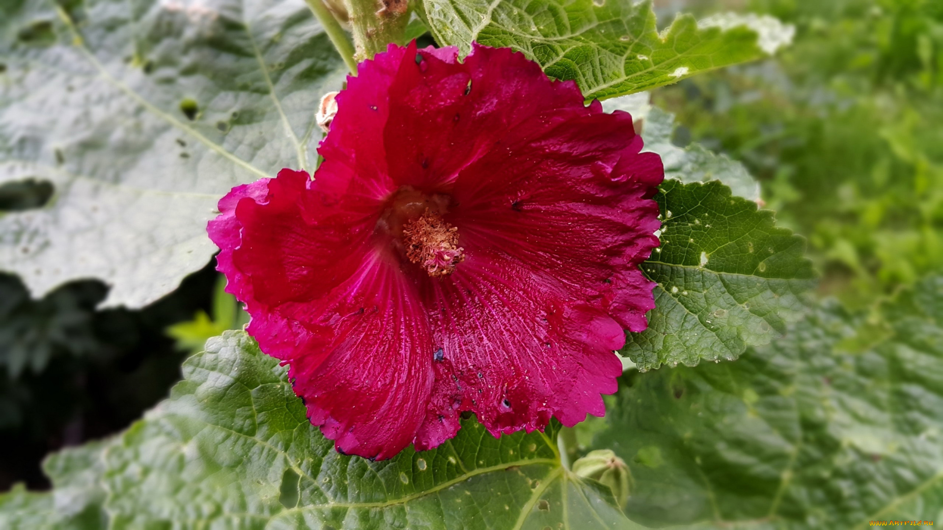 цветы, мальвы, розовая, мальва, макро