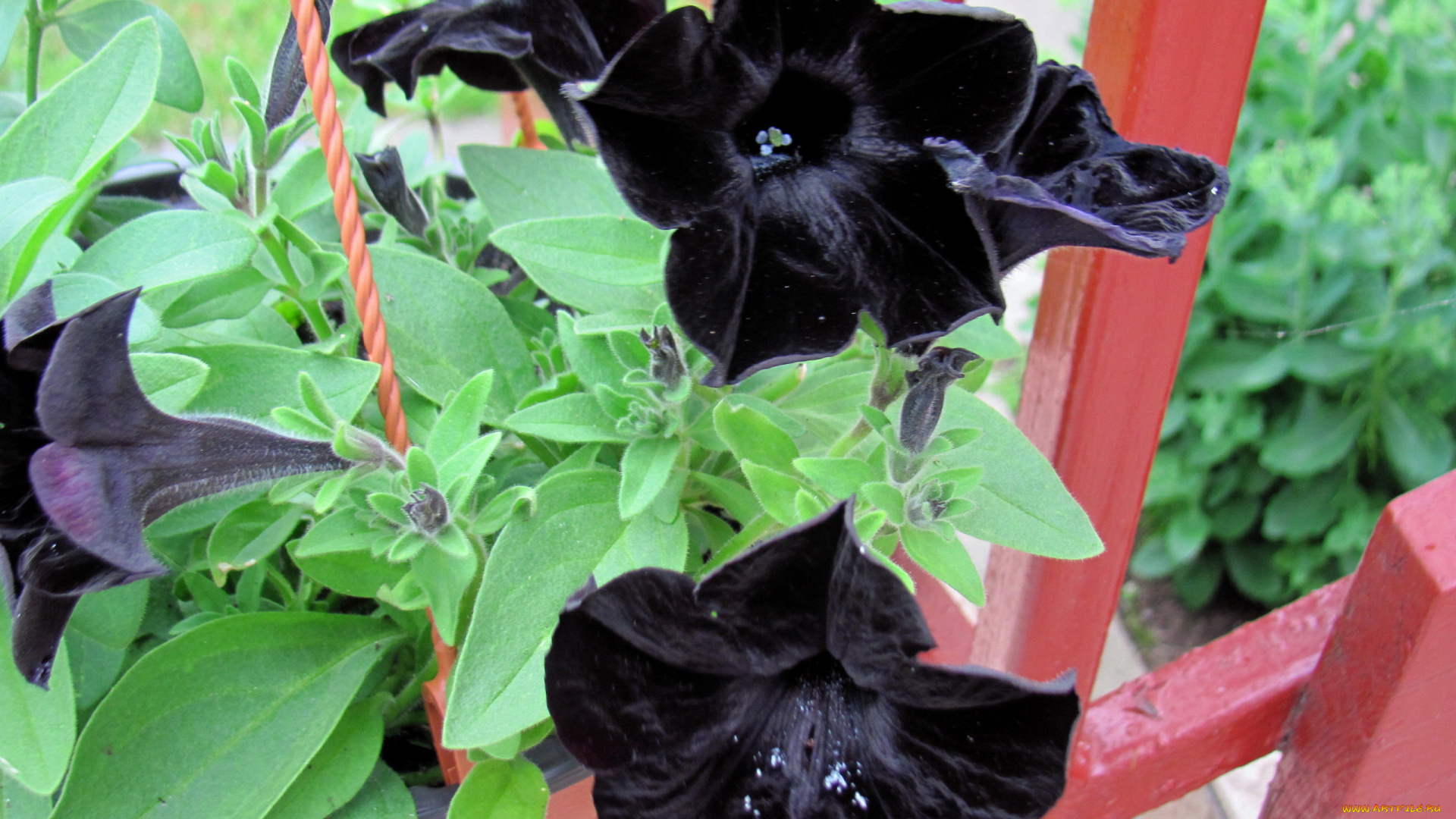 цветы, петунии, , калибрахоа, черная, петуния, куст