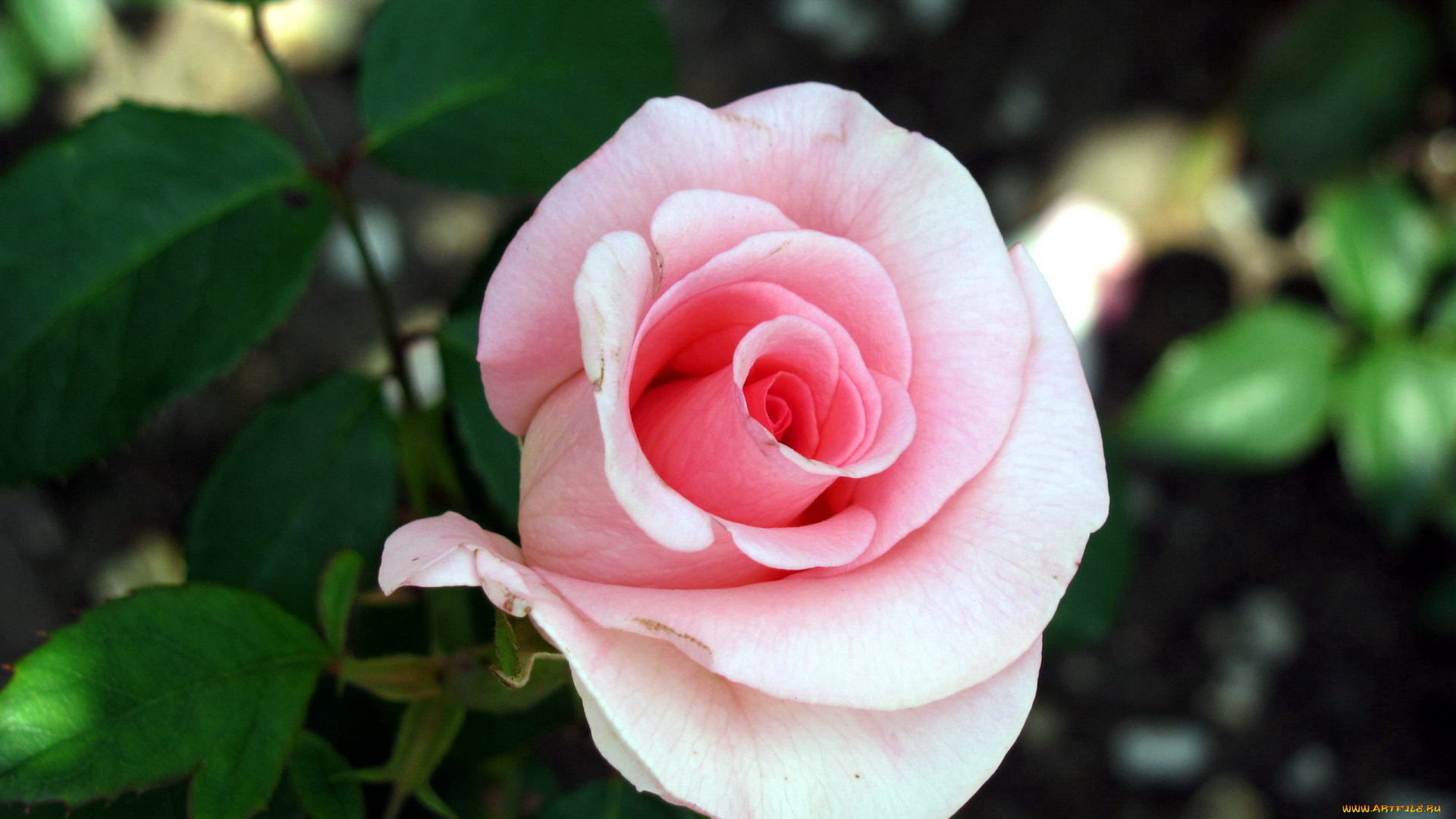 цветы, розы, бутон, роза, розовая