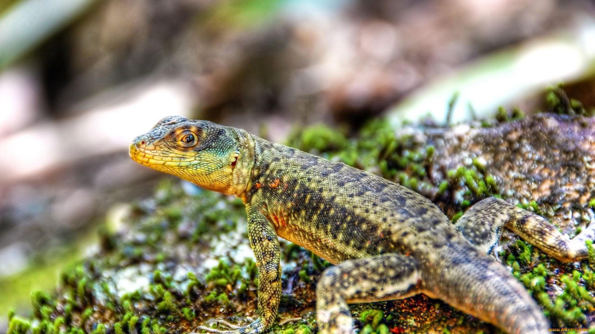 животные, ящерицы, , игуаны, , вараны, ящерица, камень, мох