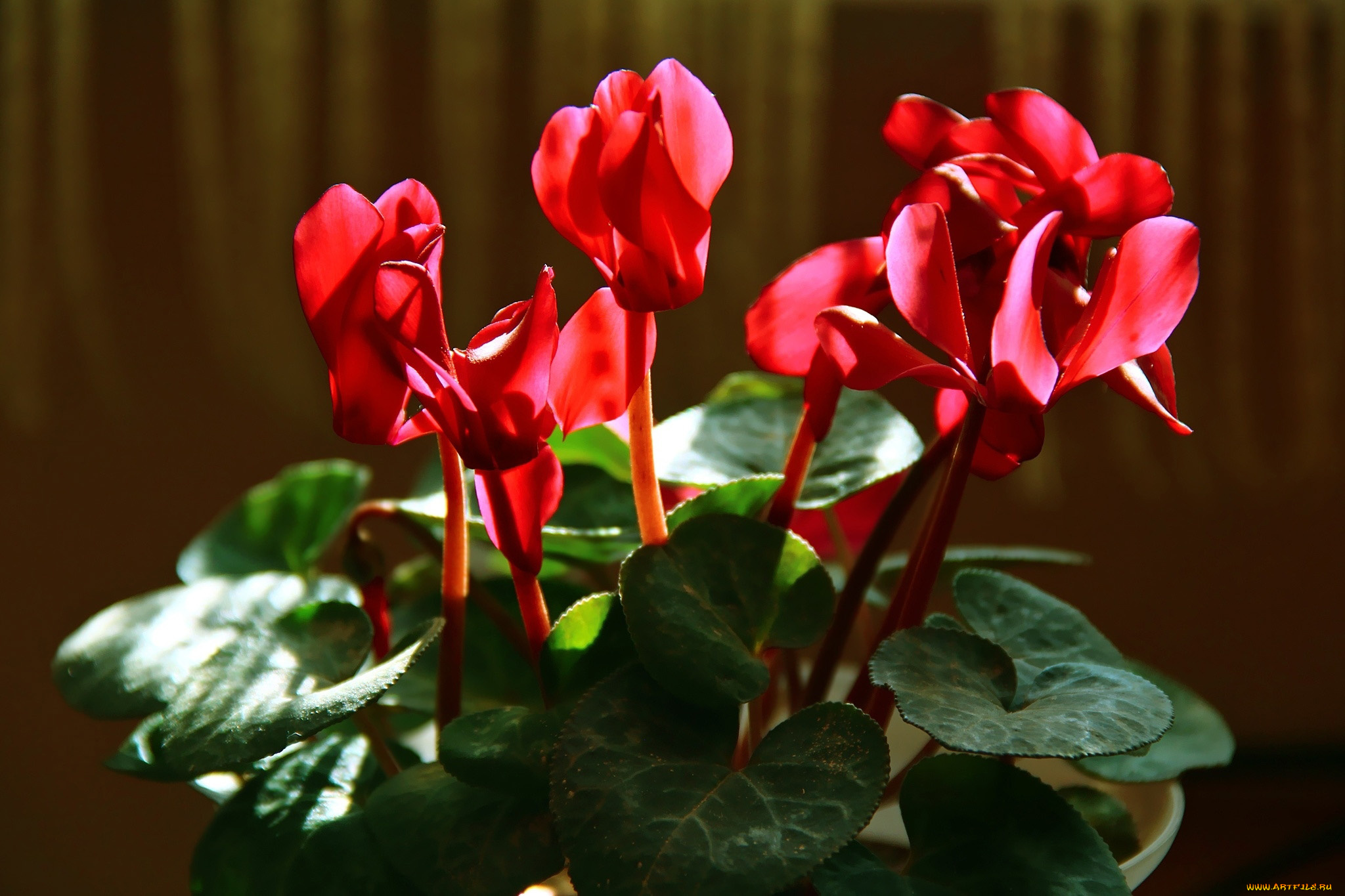 цветы, цикламены, алые
