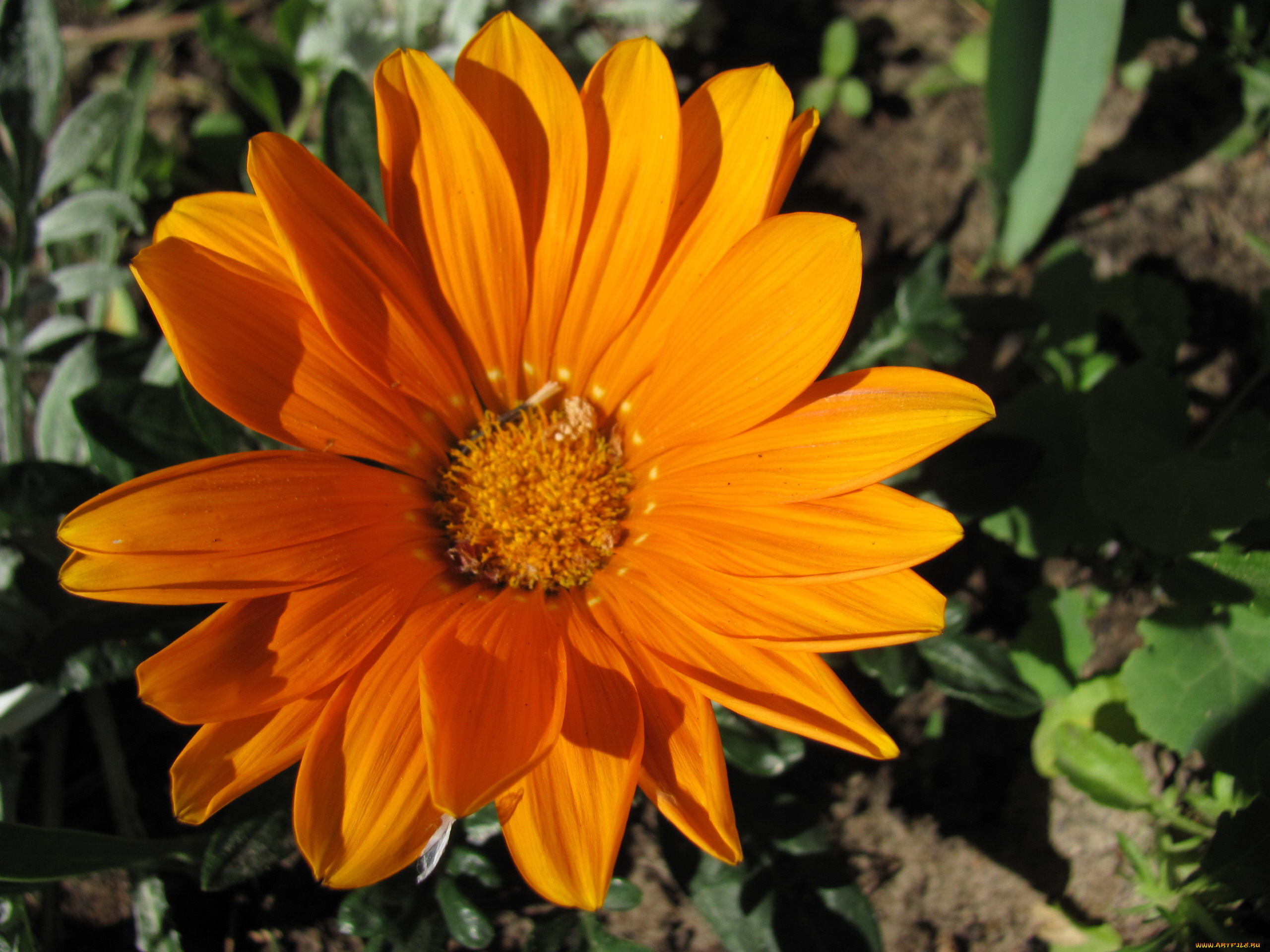 цветы, газания, оранжевая, макро