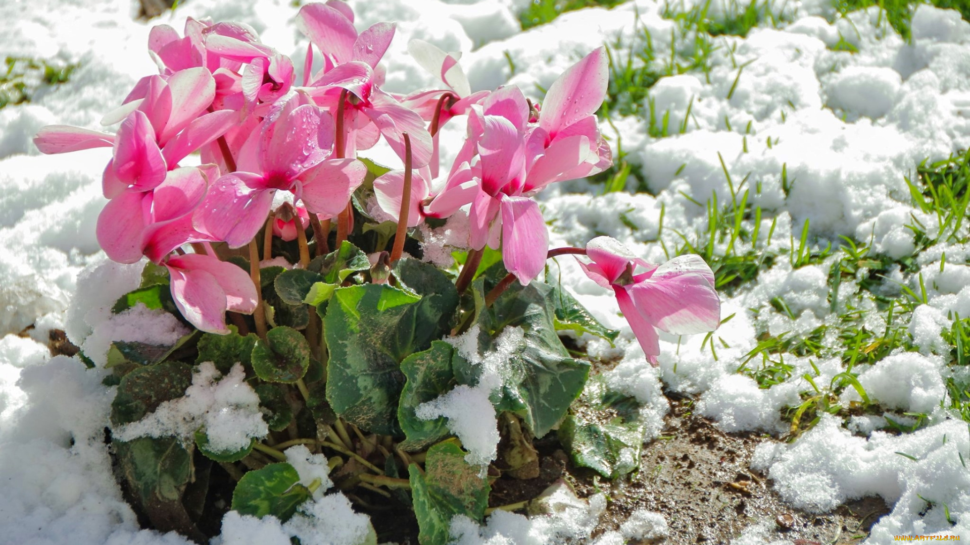 цветы, цикламены, снег, розовые, капли