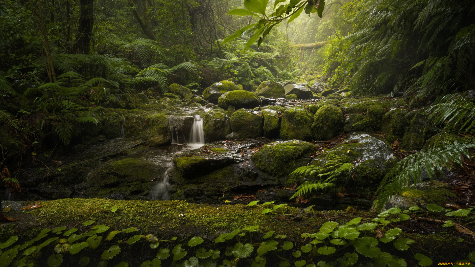 природа, водопады, мадейра